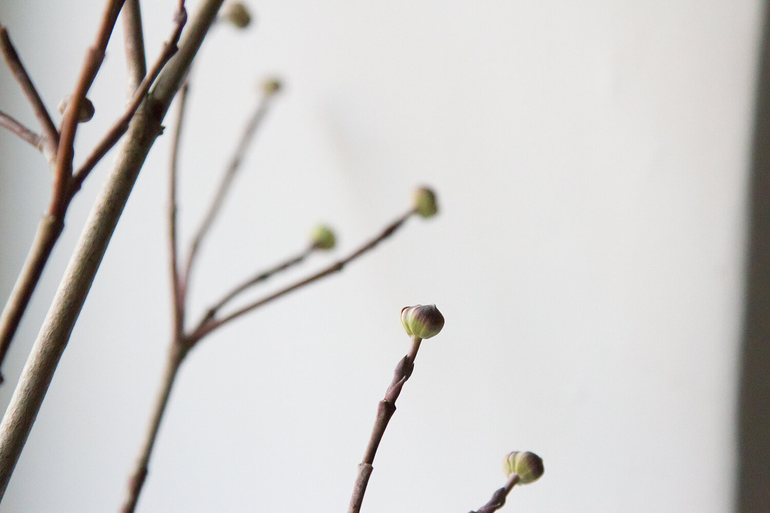 dogwood_seat_reading_y_tea_leaves_IMG_6916