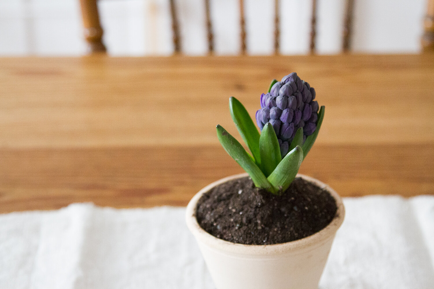 hyacinth_reading_my_tea_leaves_IMG_6648