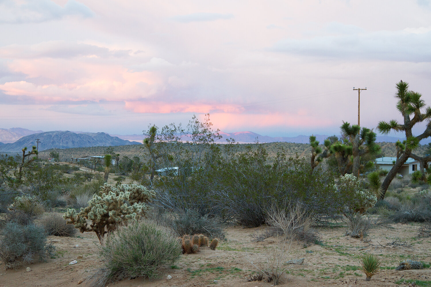 out and about: joshua tree | reading my tea leaves