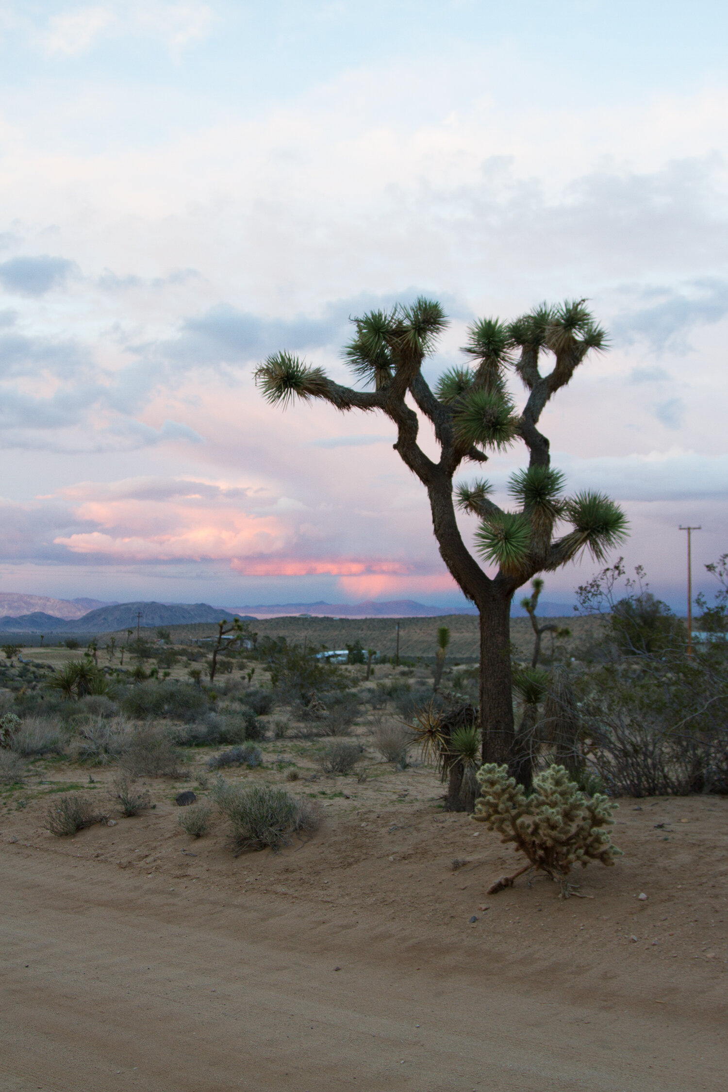 out and about: joshua tree | reading my tea leaves