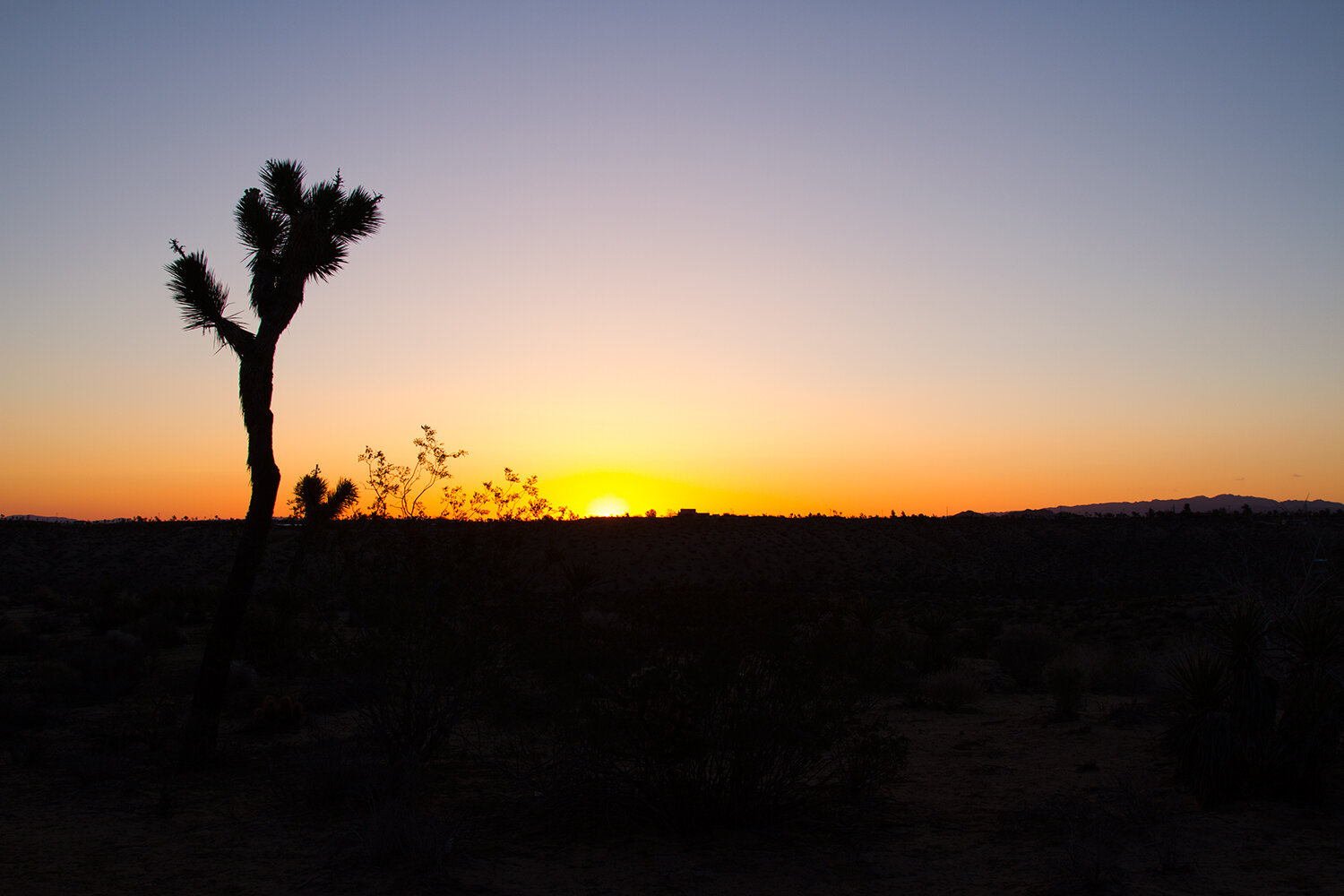 out and about: joshua tree | reading my tea leaves