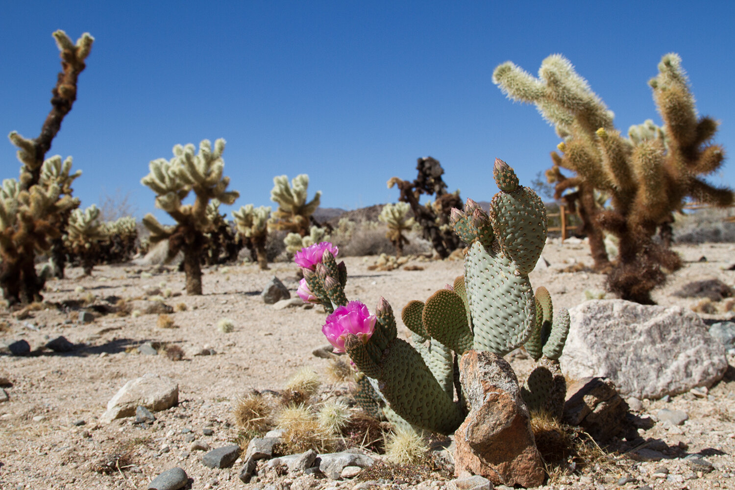 out and about: joshua tree | reading my tea leaves