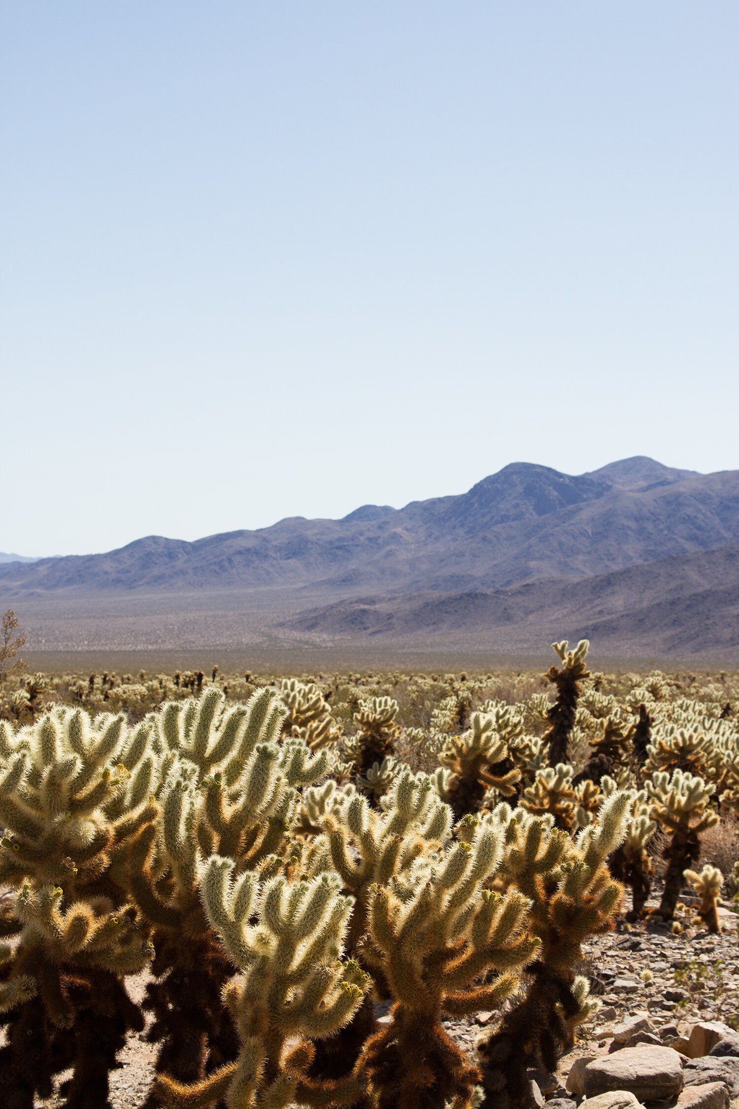 out and about: joshua tree | reading my tea leaves