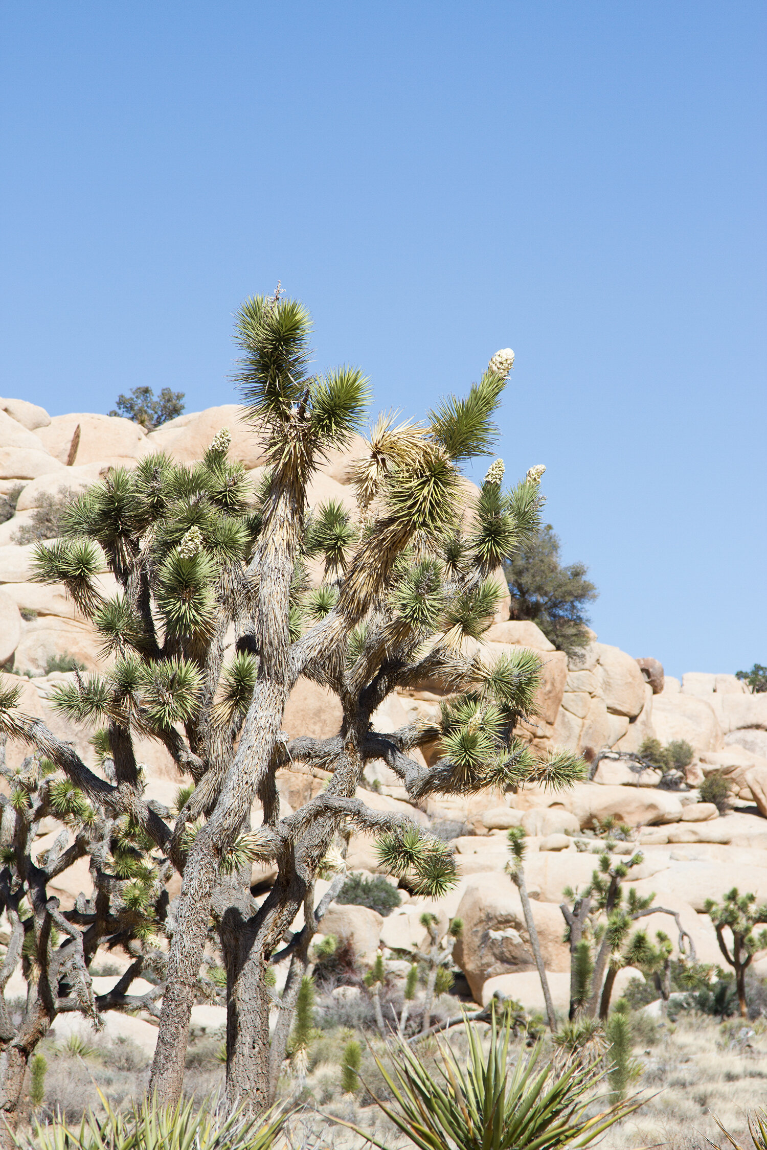out and about: joshua tree | reading my tea leaves