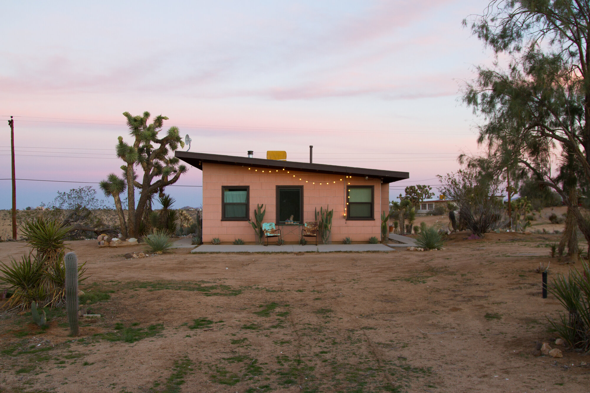 out and about: joshua tree | reading my tea leaves