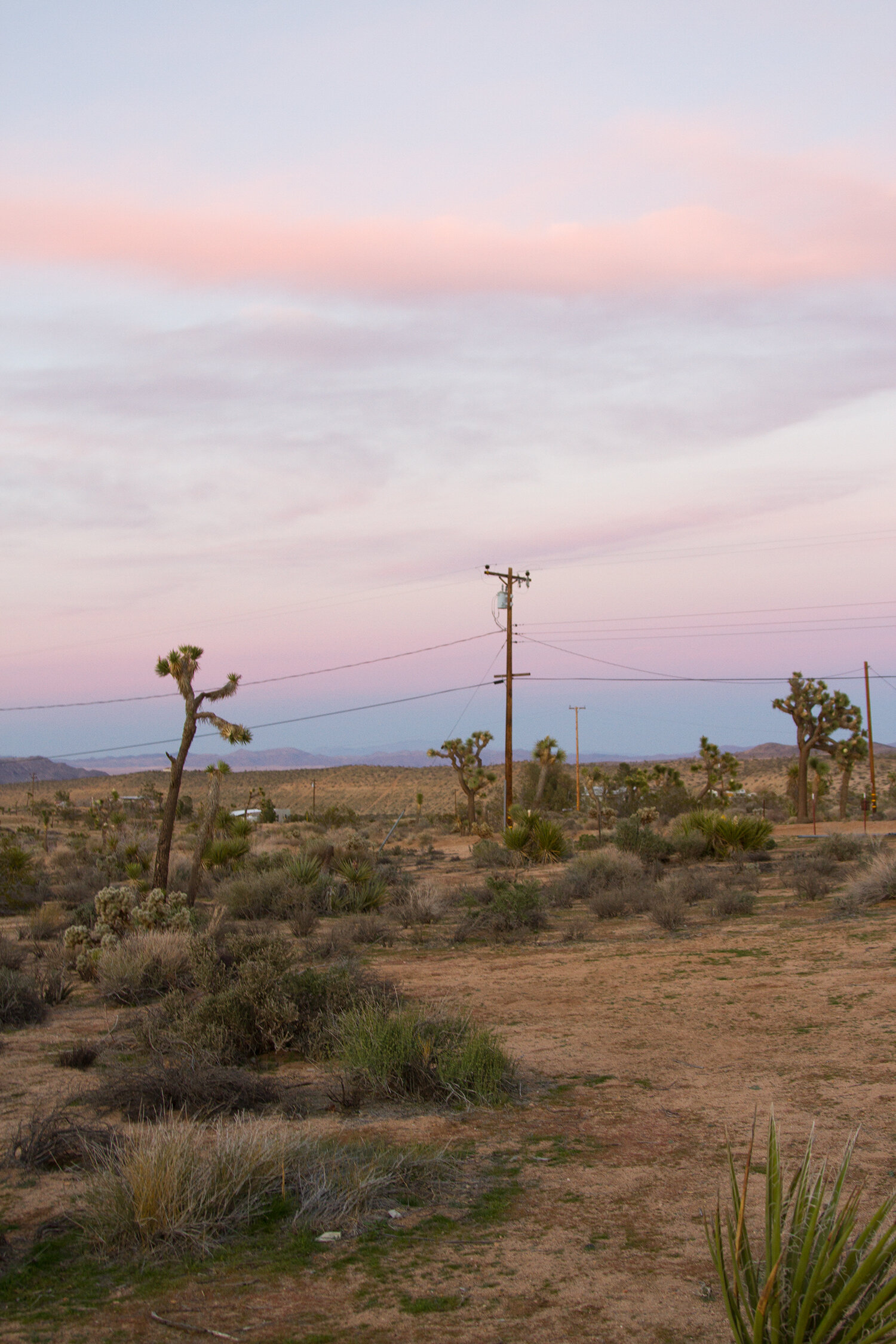out and about: joshua tree | reading my tea leaves