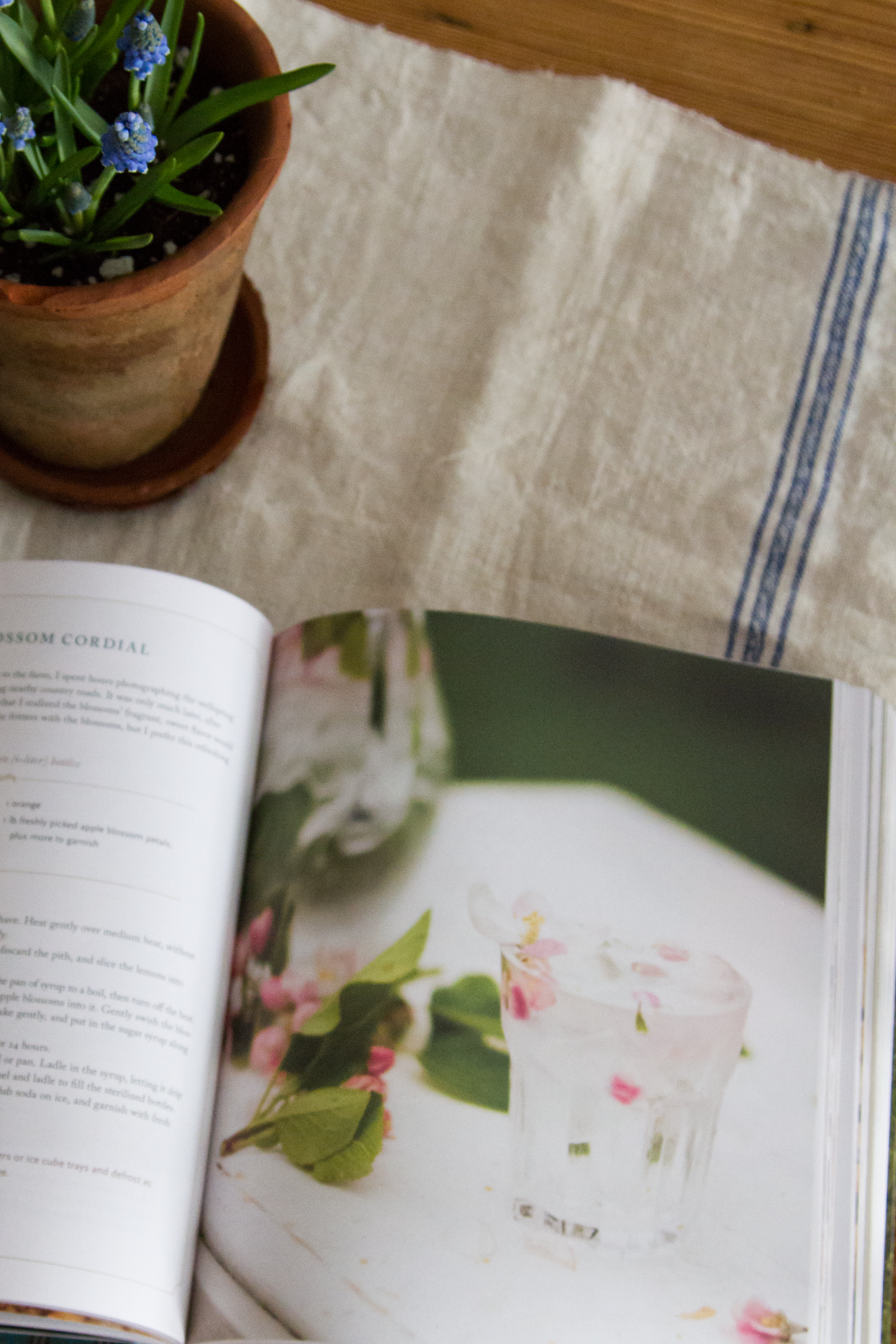 modern farmette | reading my tea leaves