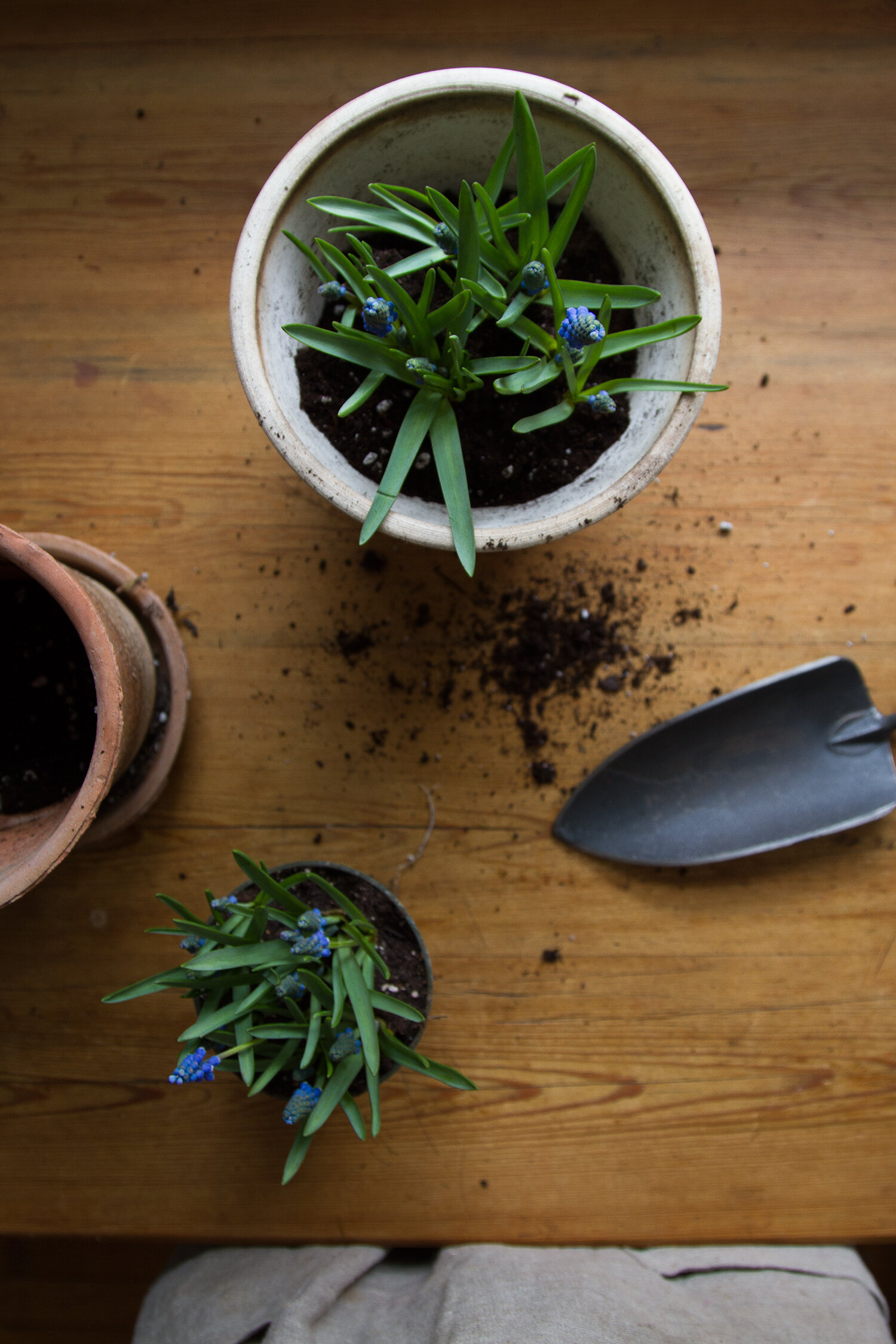 springtime muscari | reading my tea leaves