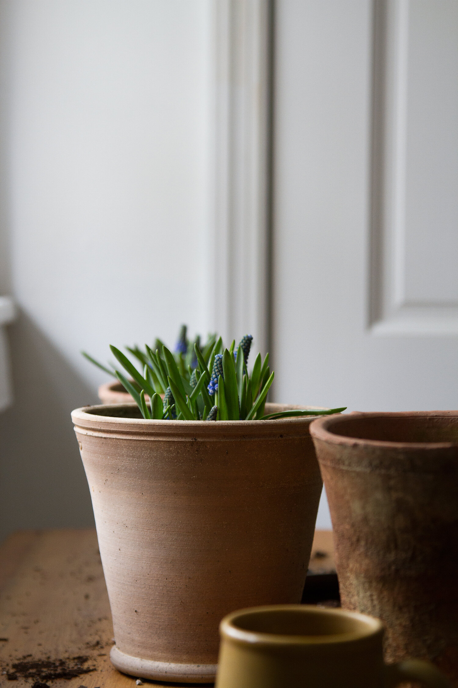 springtime muscari | reading my tea leaves