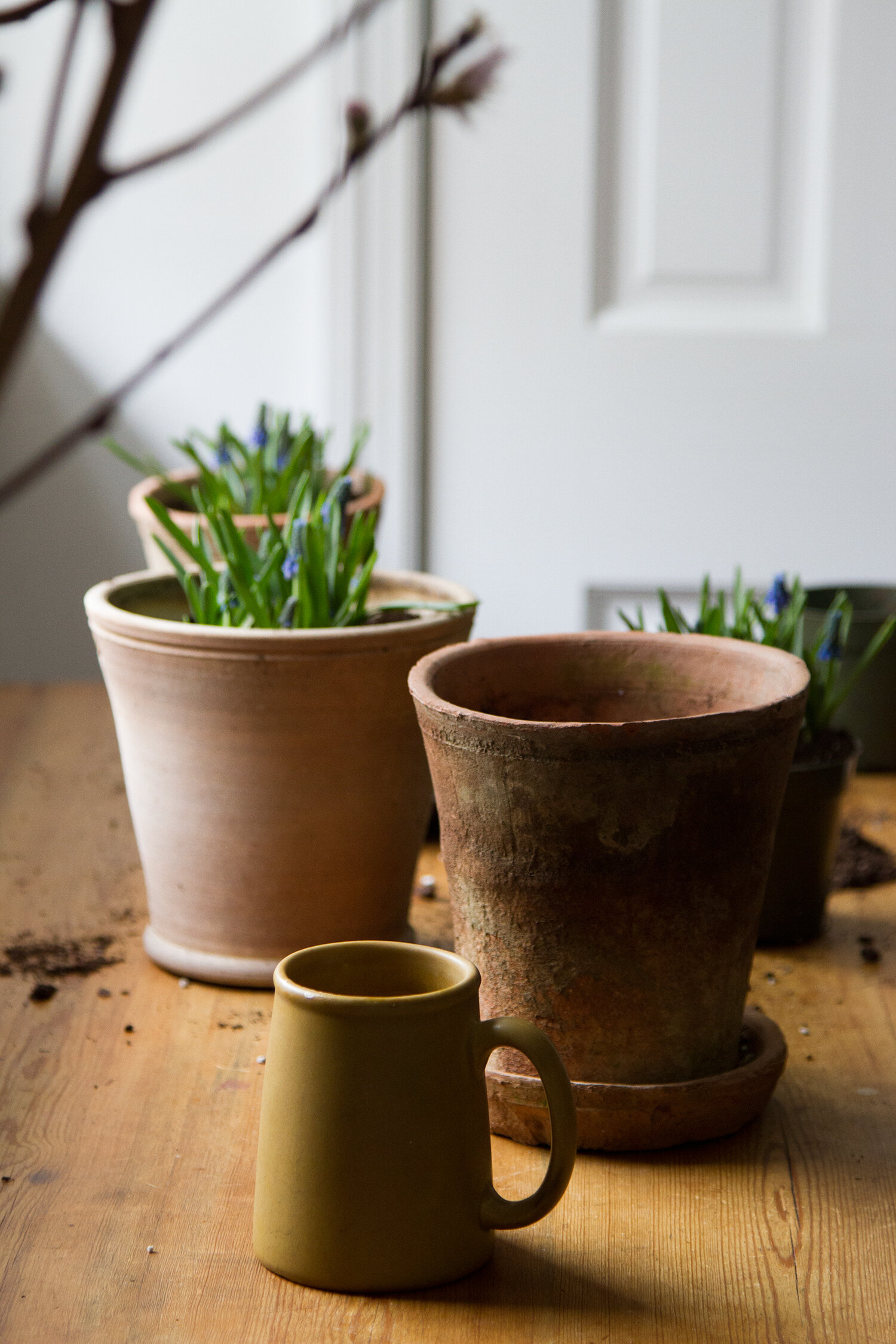 springtime muscari | reading my tea leaves