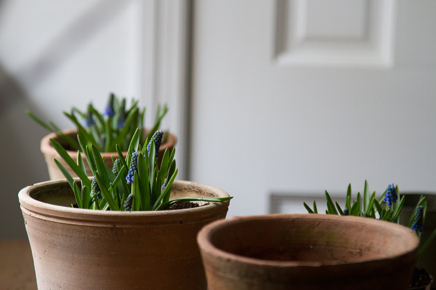 springtime muscari | reading my tea leaves
