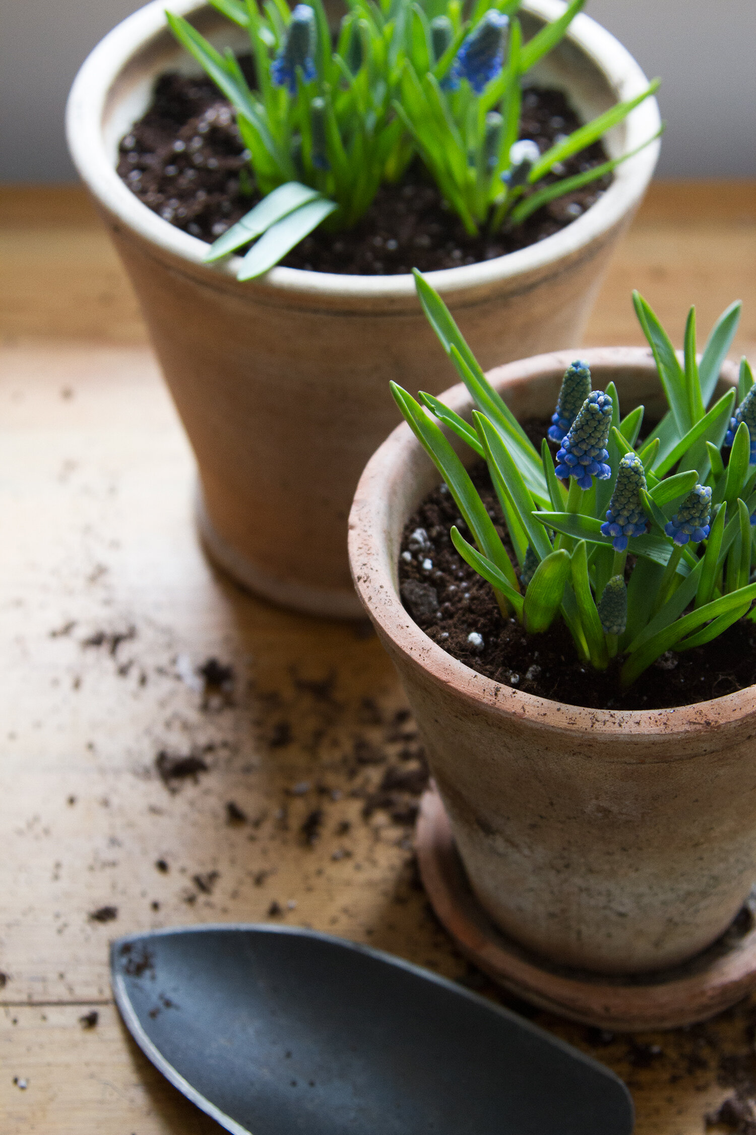 springtime muscari | reading my tea leaves