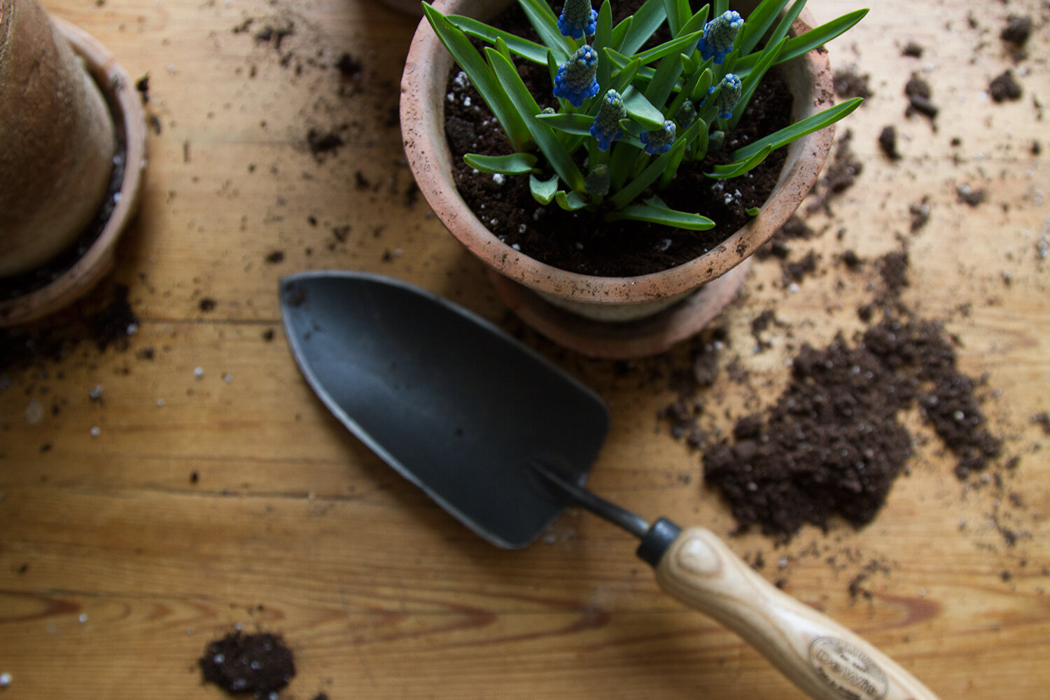 springtime muscari | reading my tea leaves