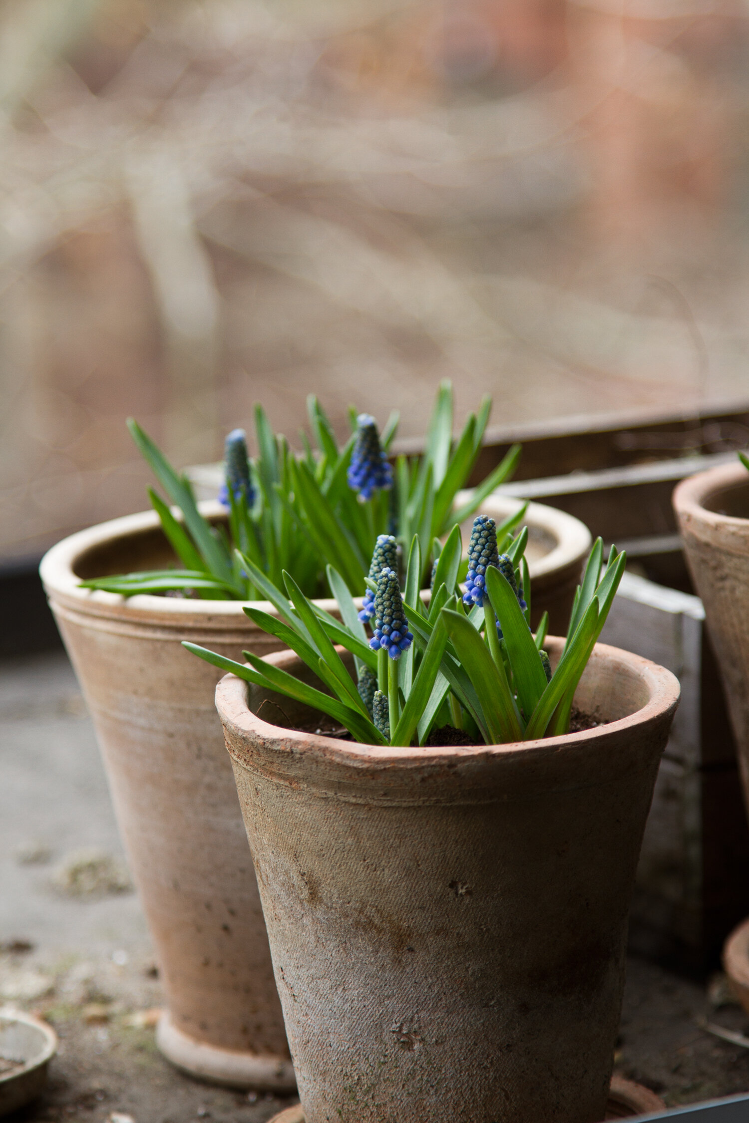 springtime muscari | reading my tea leaves