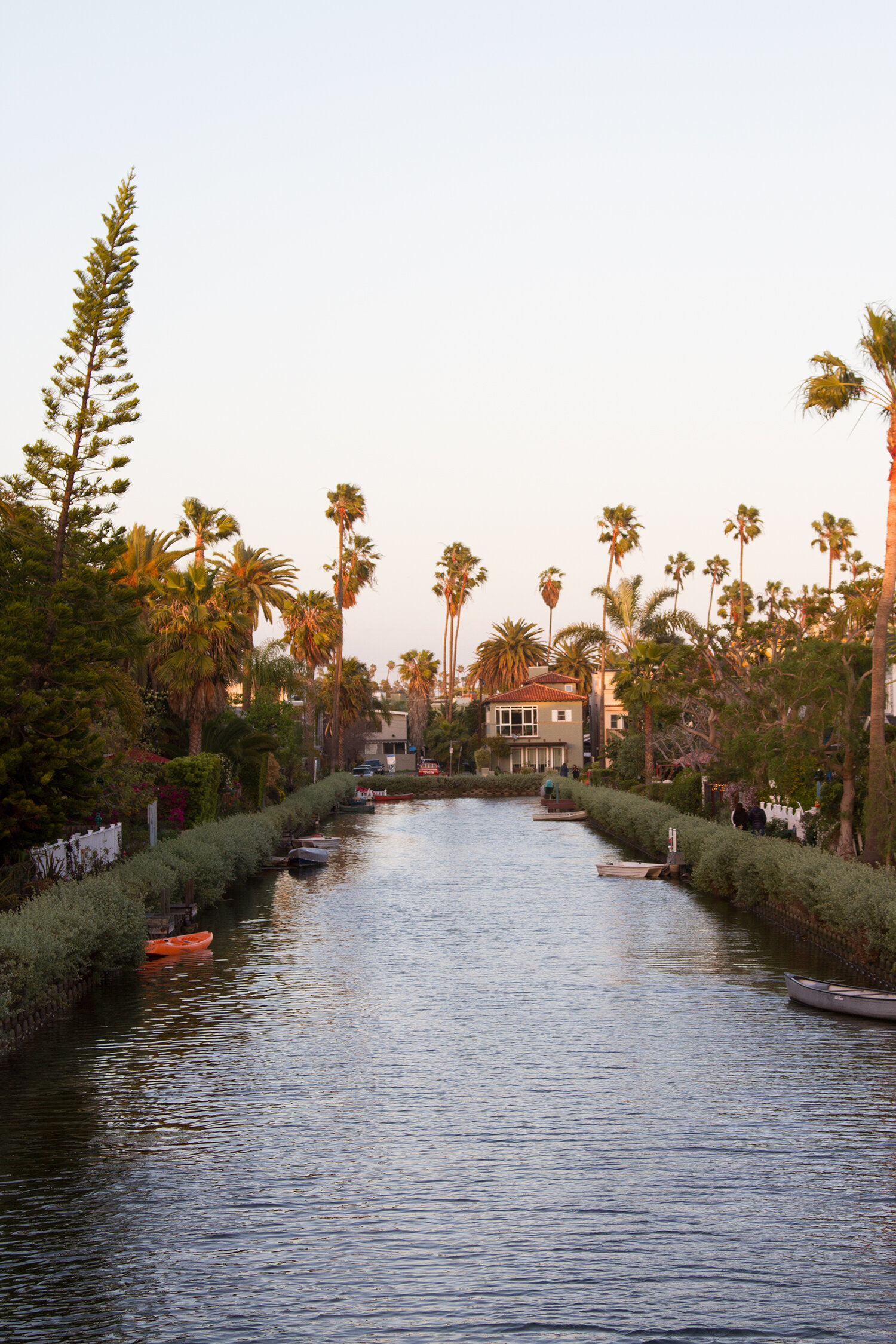 venice, california | reading my tea leaves
