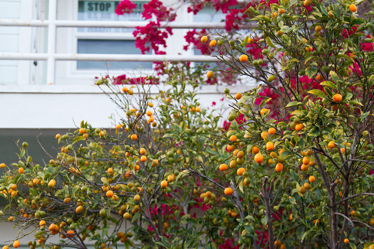 venice, california | reading my tea leaves