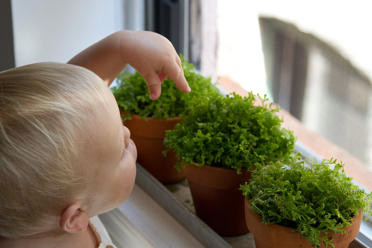 toddler_gardening_reading_my_tea_leaves_IMG_6827