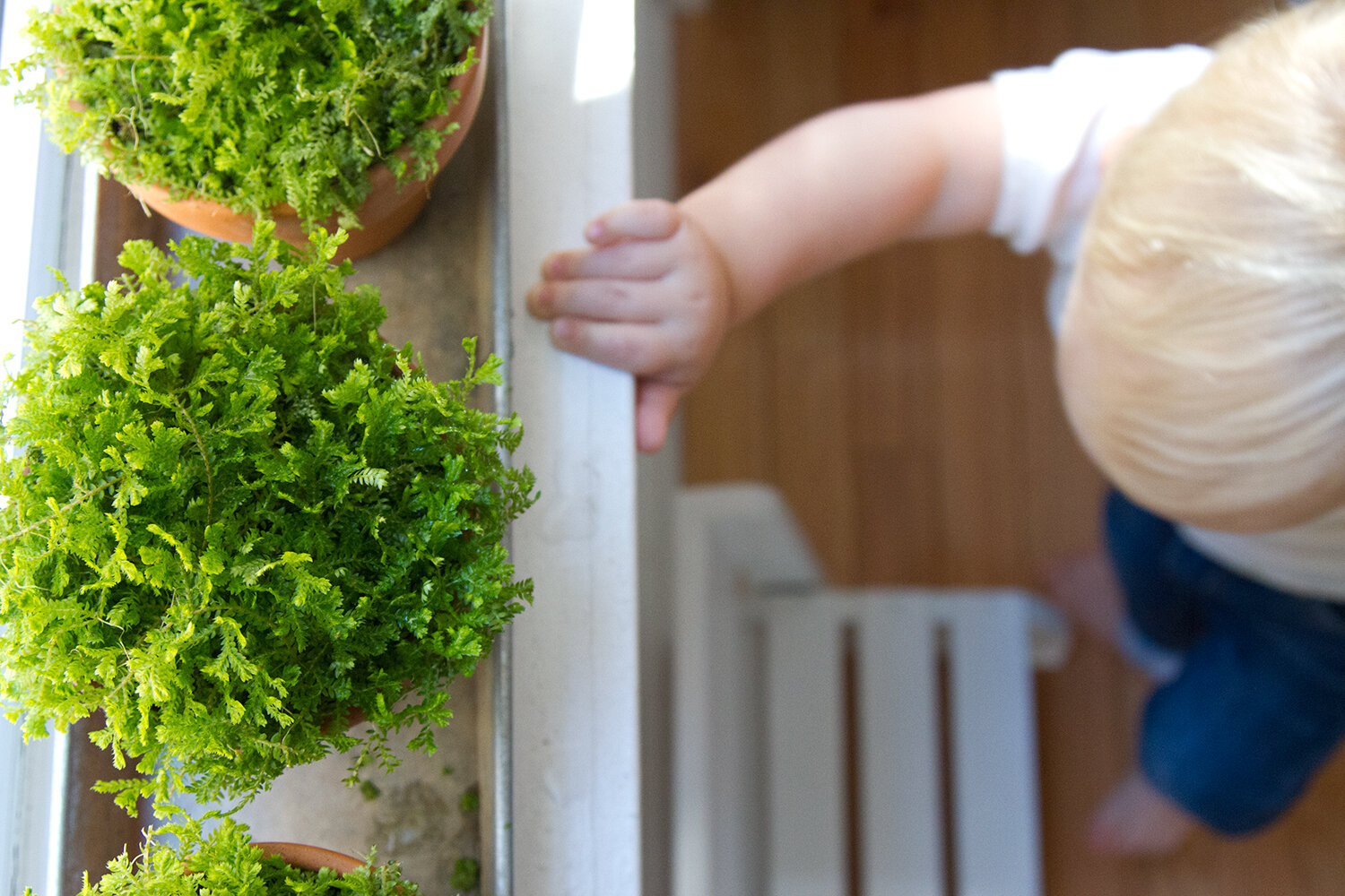 toddler_gardening_reading_my_tea_leaves_IMG_6872