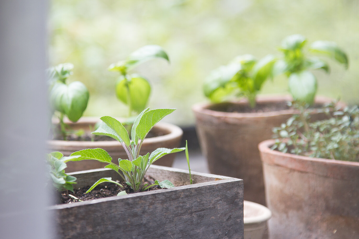 herbs_reading_my_tea_leaves_IMG_8851