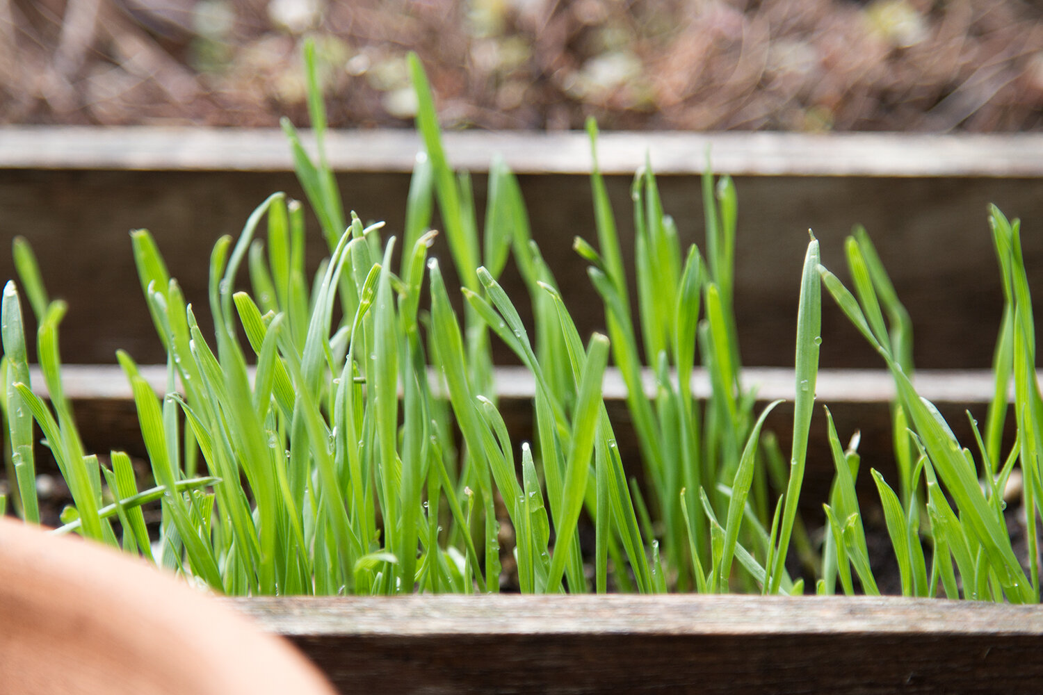 wheat_grass_reading_my_tea_leaves_IMG_7812