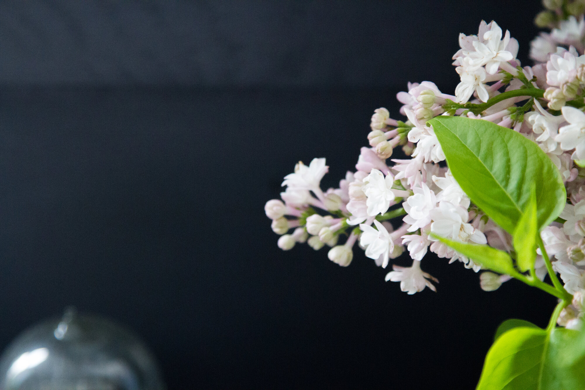 lilacs_reading_y_tea_leaves_IMG_9541