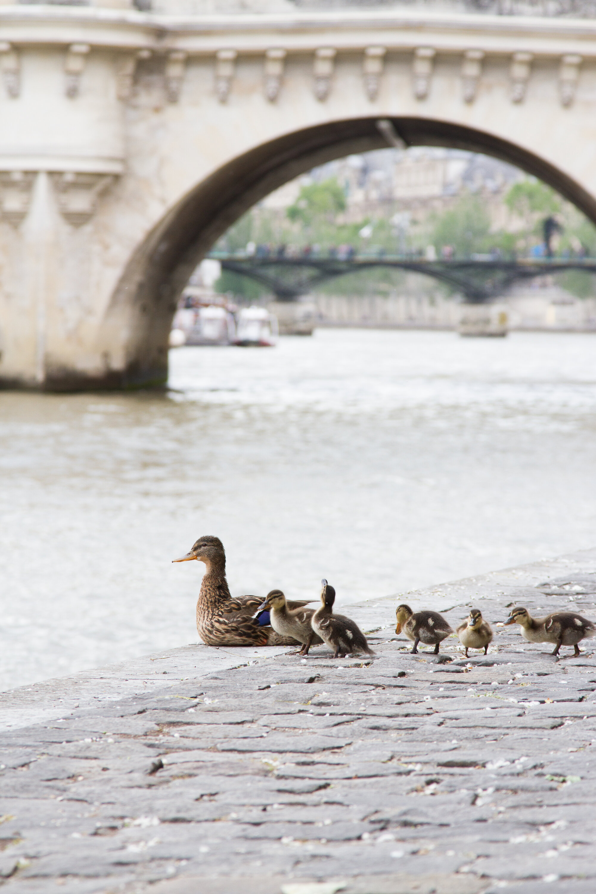 paris with a toddler | reading my tea leaves