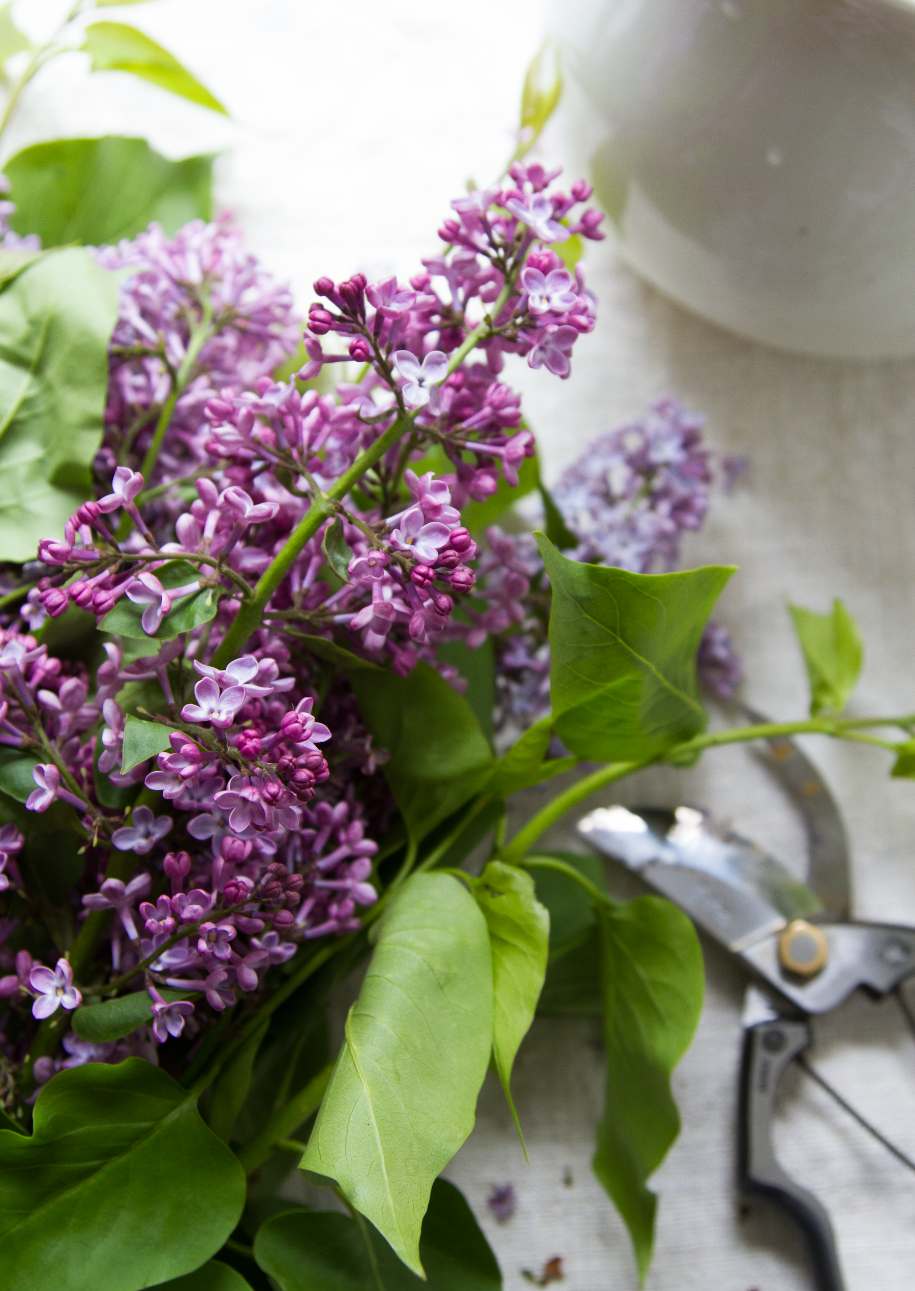 rhubarb and lilac spritzer | reading my tea leaves