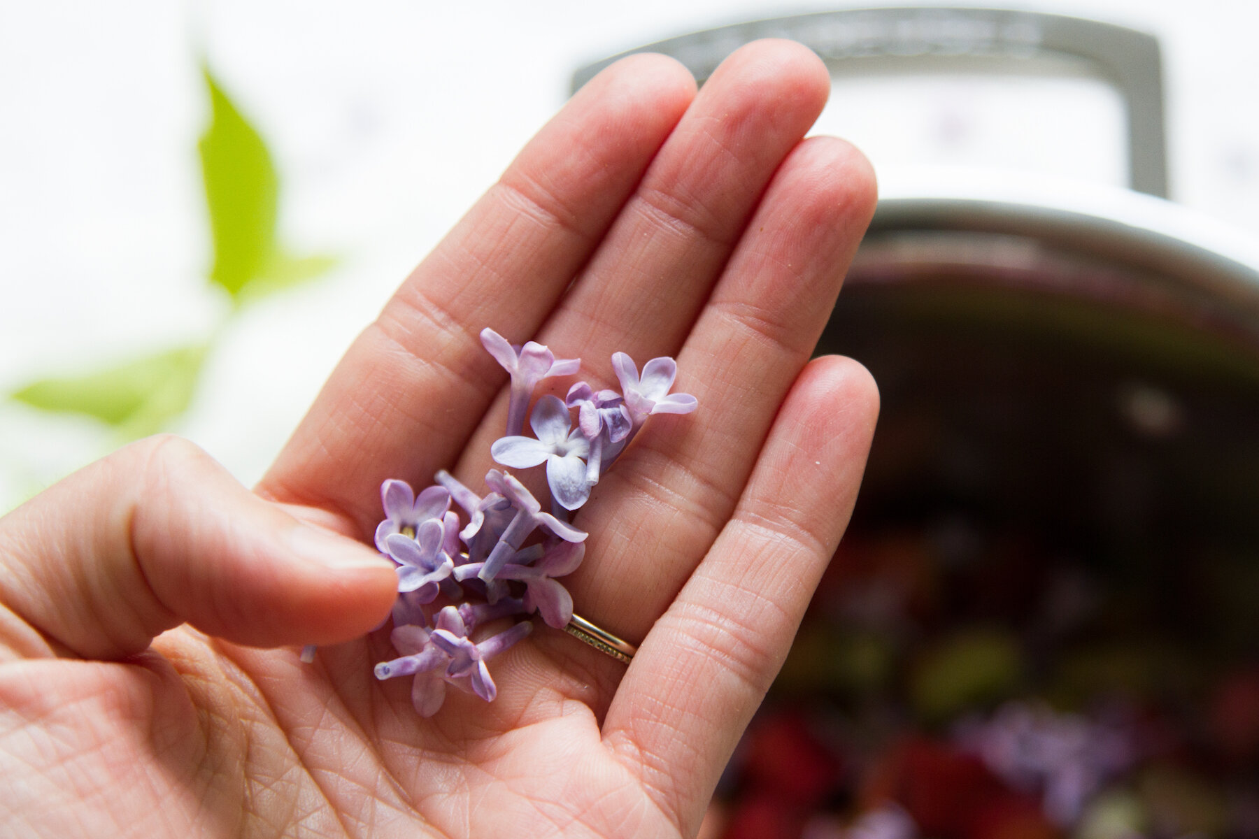 rhubarb and lilac spritzer | reading my tea leaves