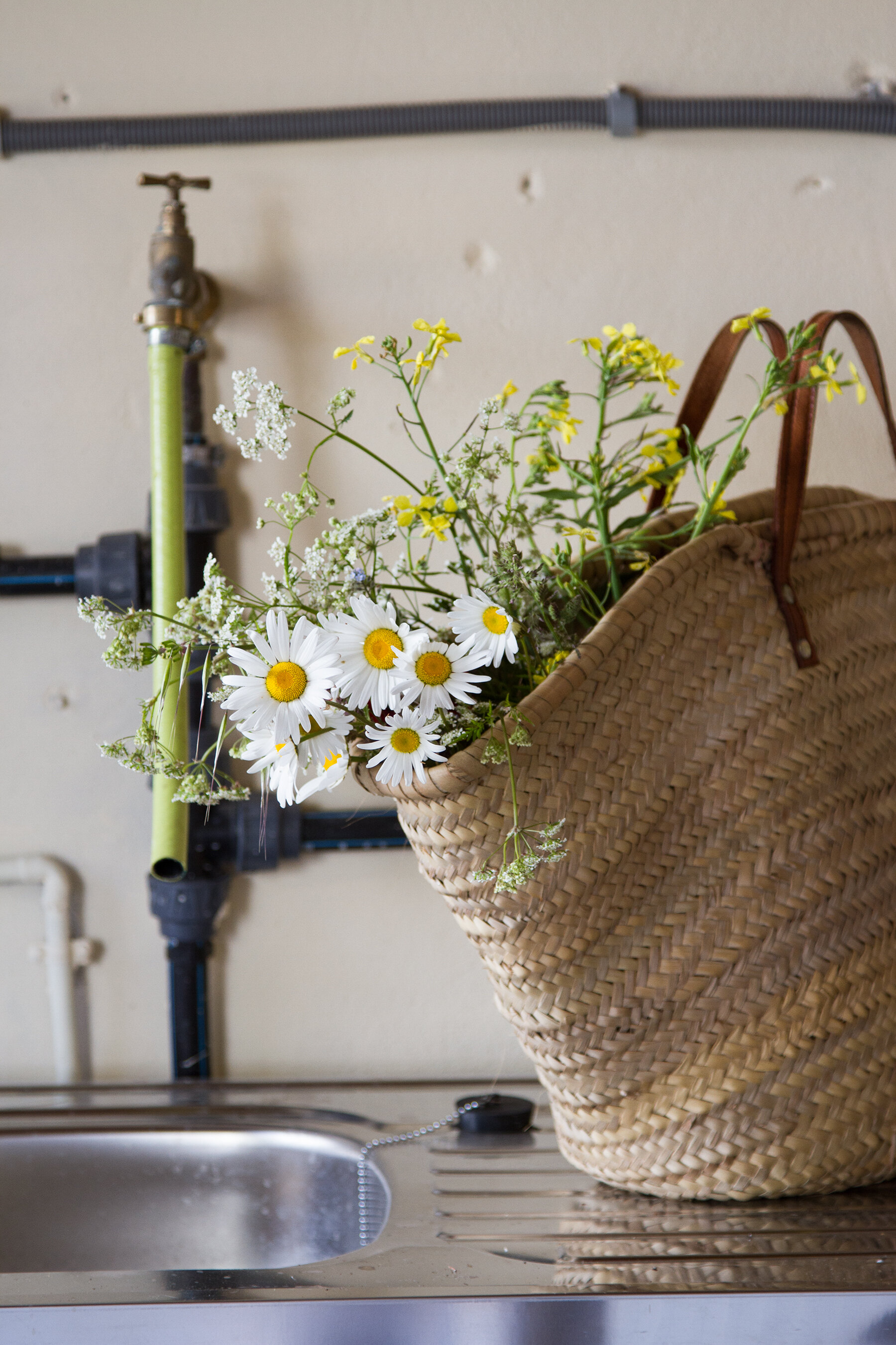 roadside flowers in brittany | reading my tea leaves