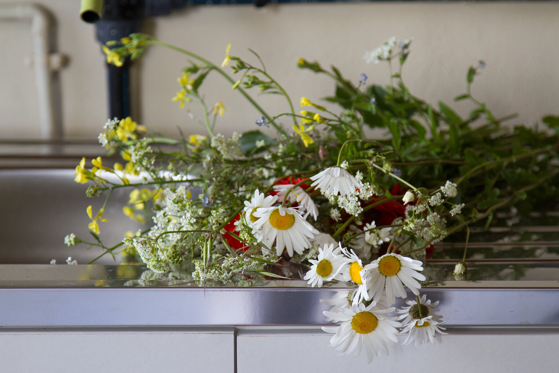roadside flowers in brittany | reading my tea leaves