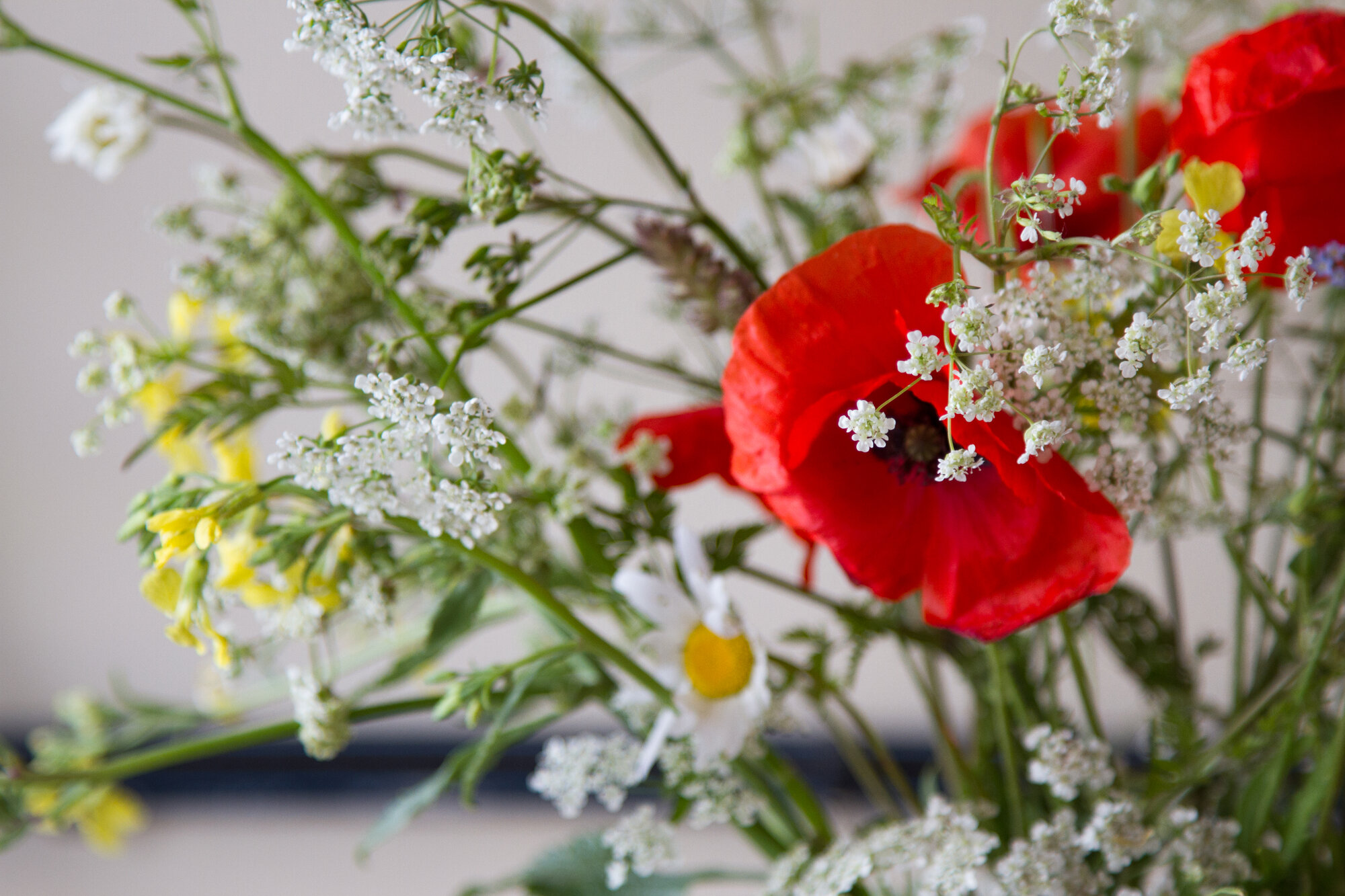 roadside flowers in brittany | reading my tea leaves