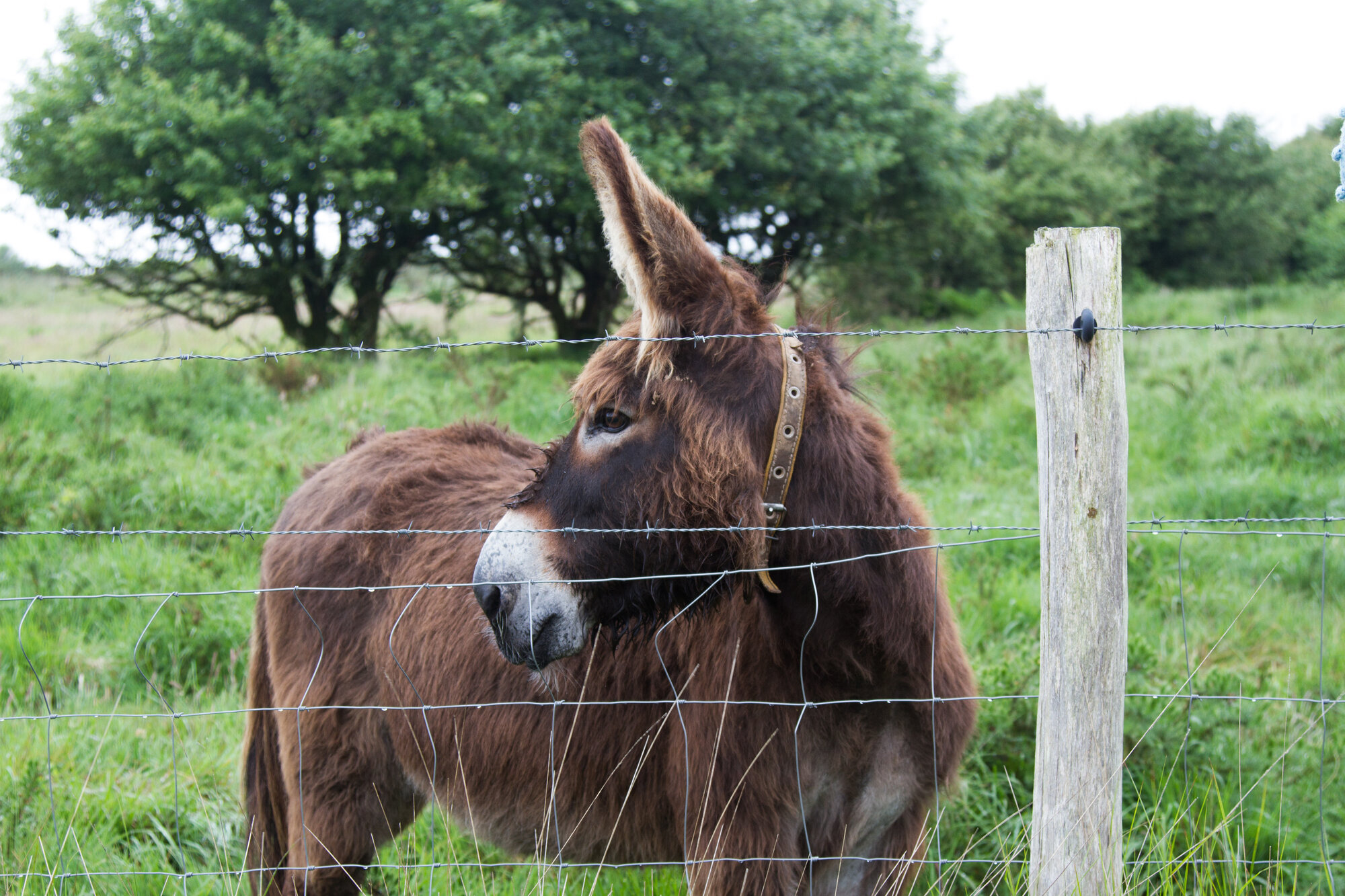 donkey_reading_my_tea_leaves_IMG_0927