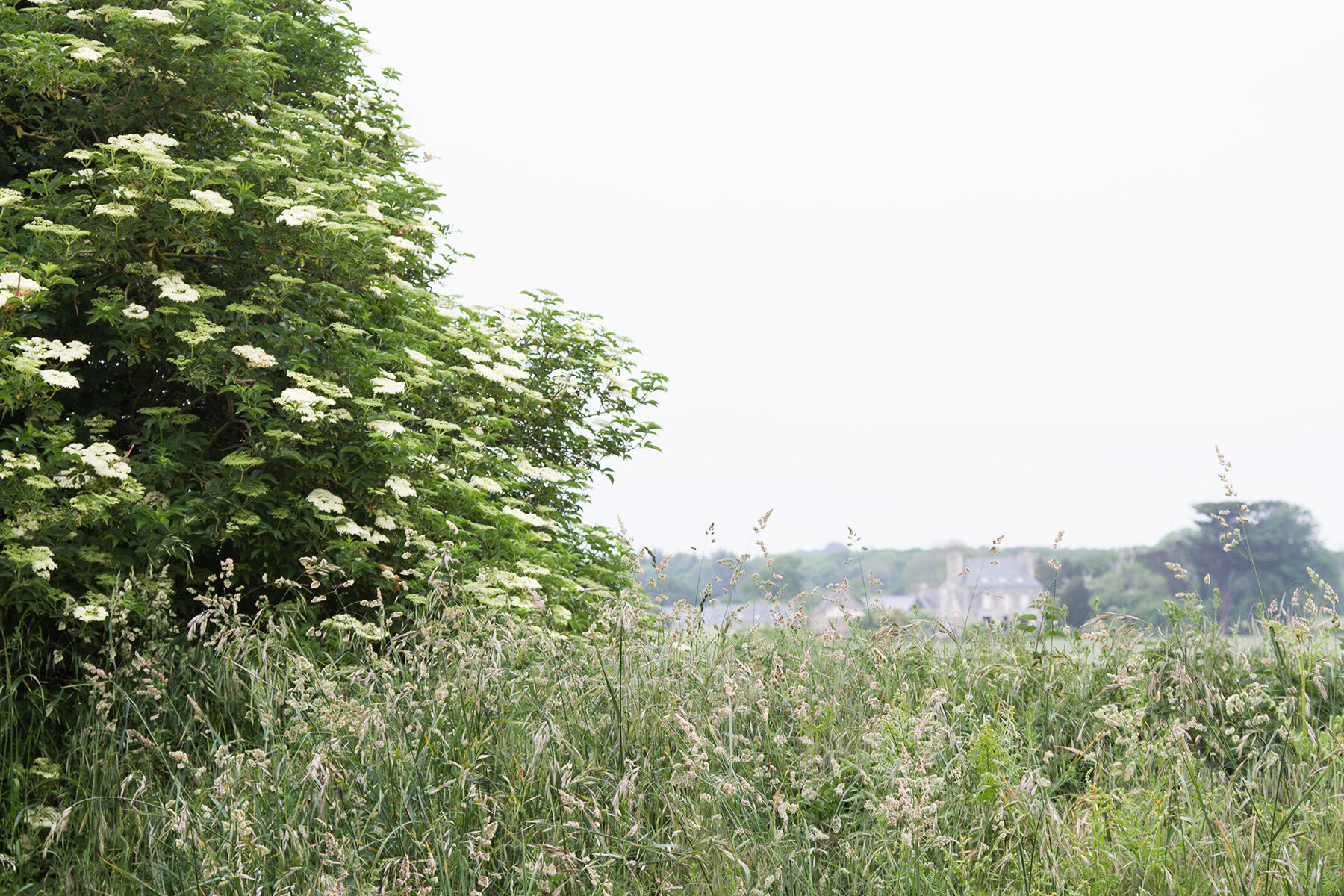 elderflower cordial | reading my tea leaves