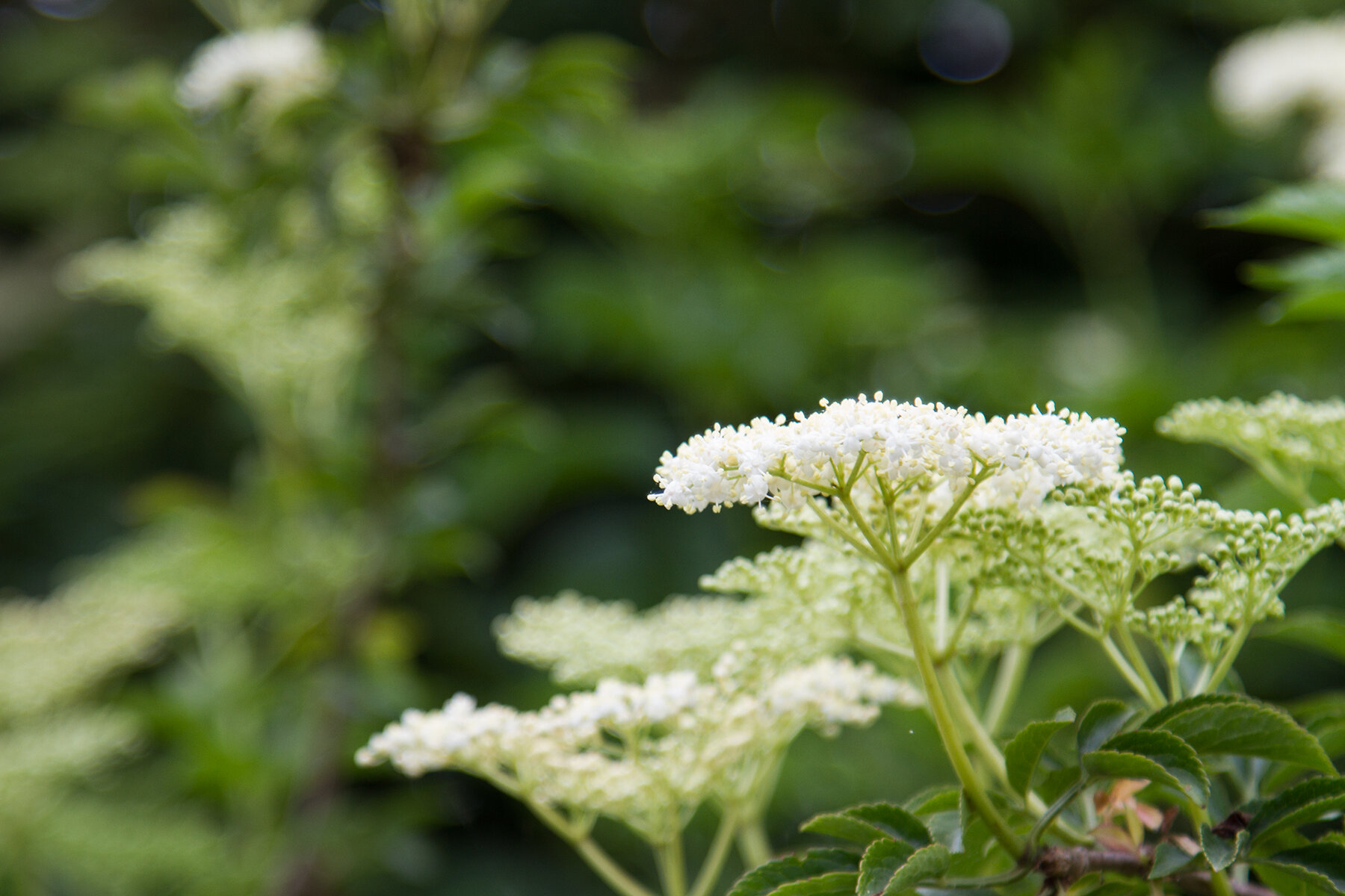 elderflower cordial | reading my tea leaves