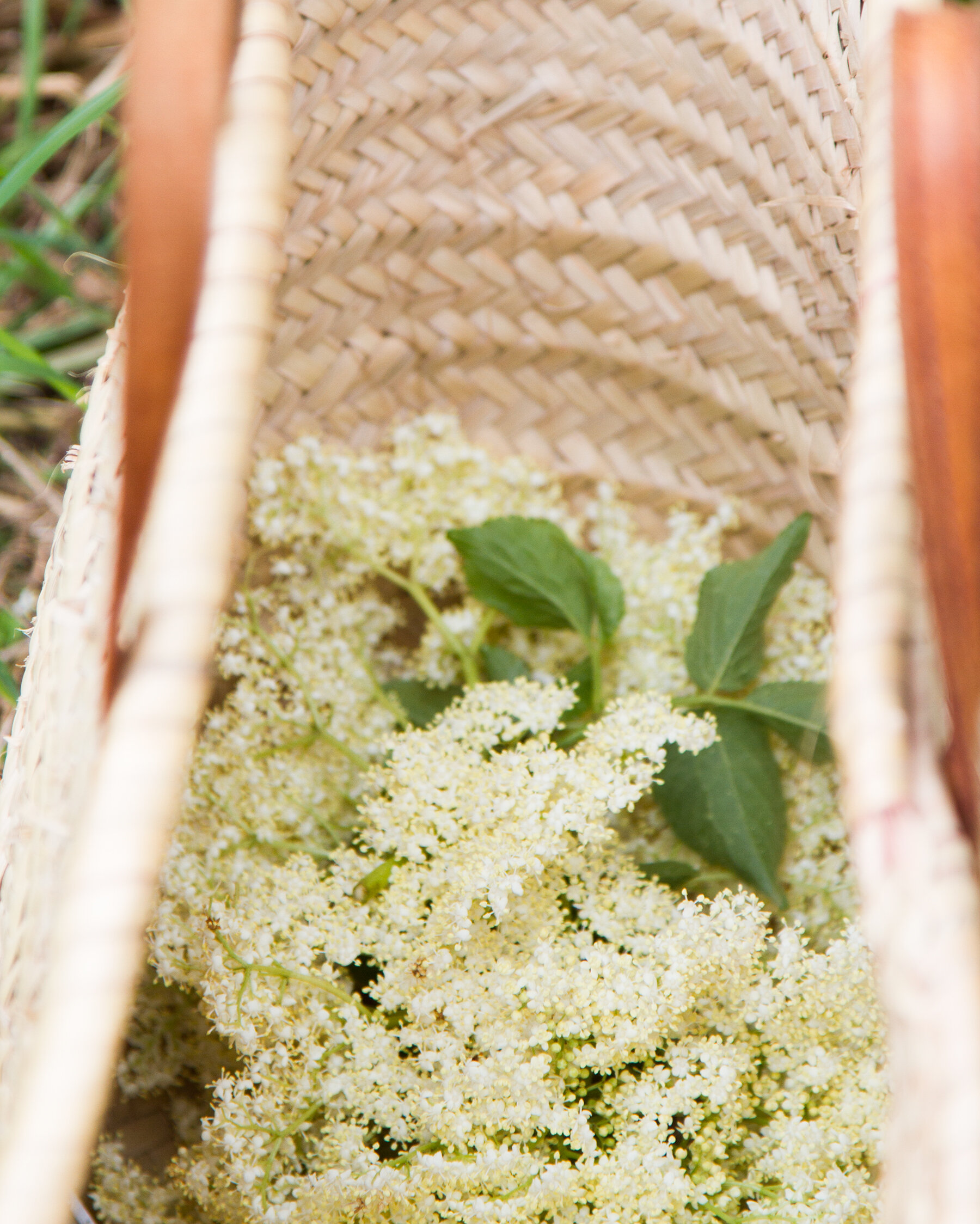 elderflower cordial | reading my tea leaves