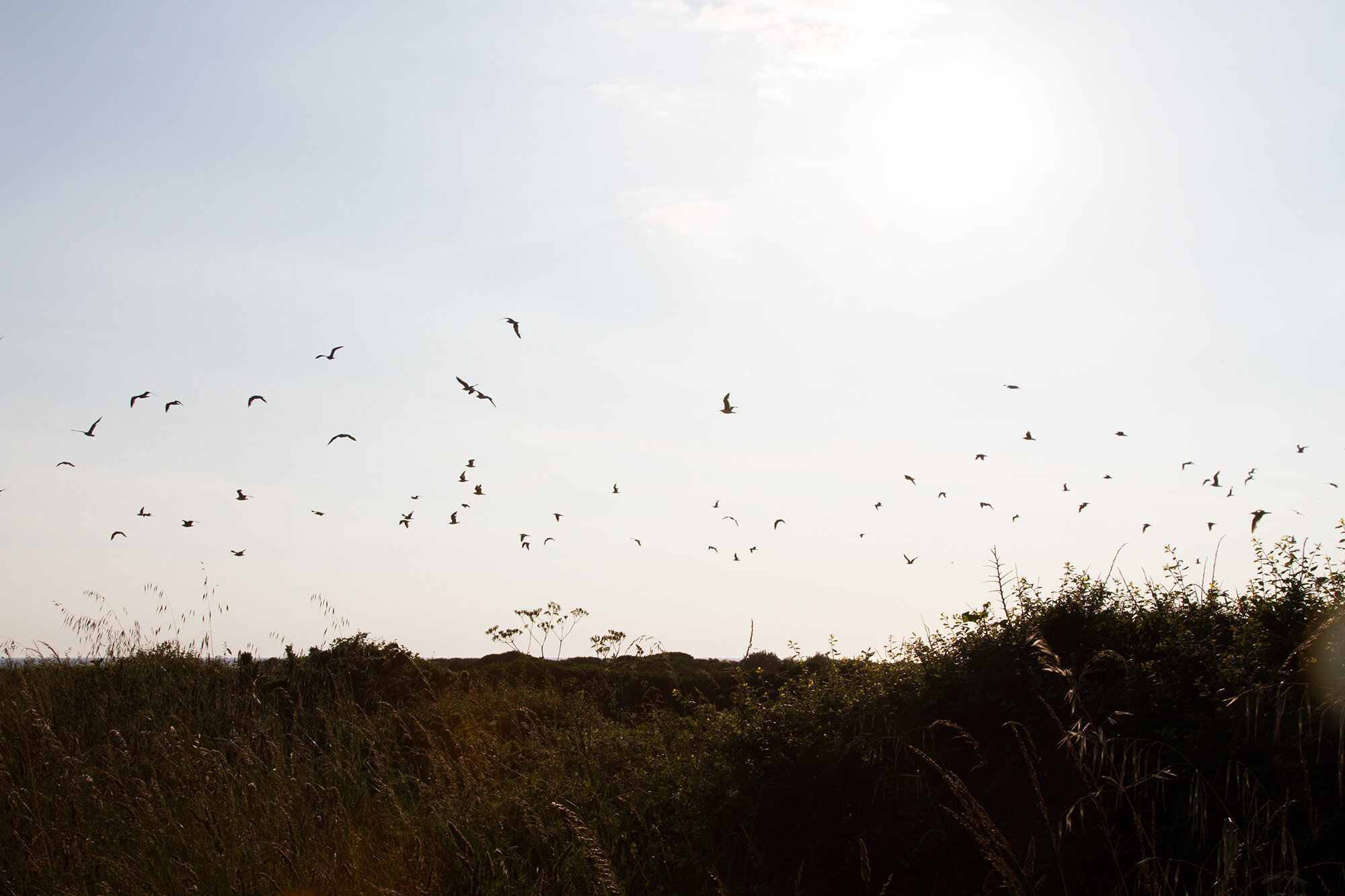 brittany golden hour | reading my tea leaves