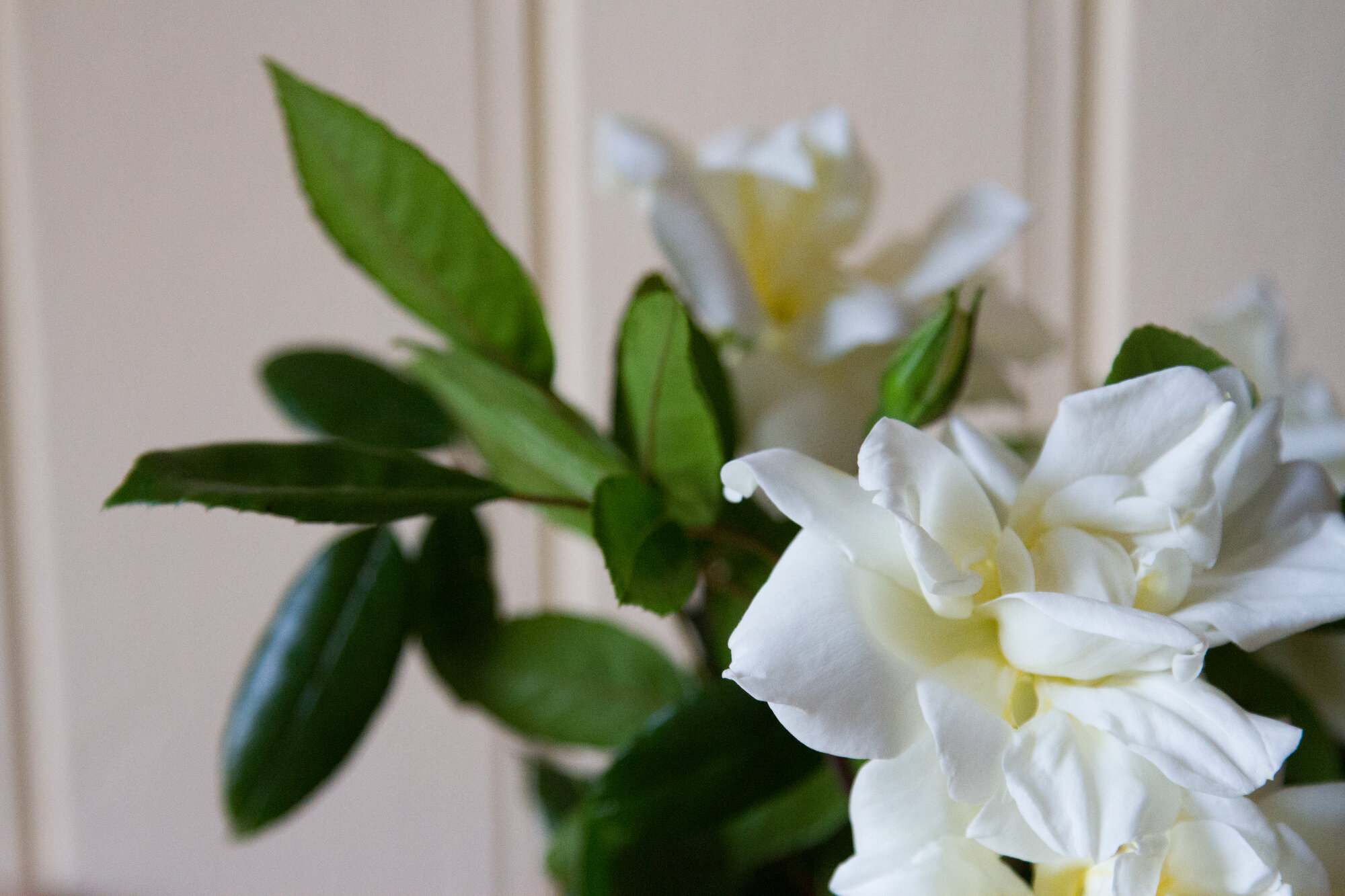 roses_reading_my_tea_leaves_IMG_0377