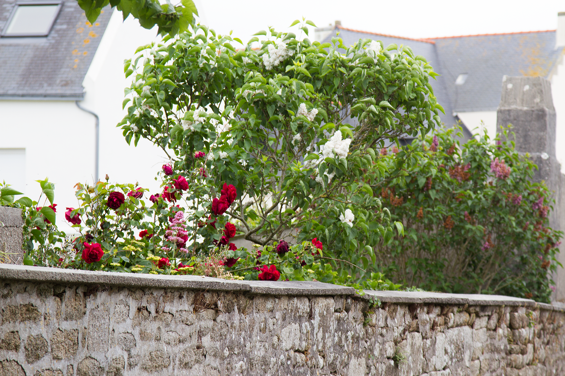 roses_wall_reading_my_tea_leaves_IMG_0469