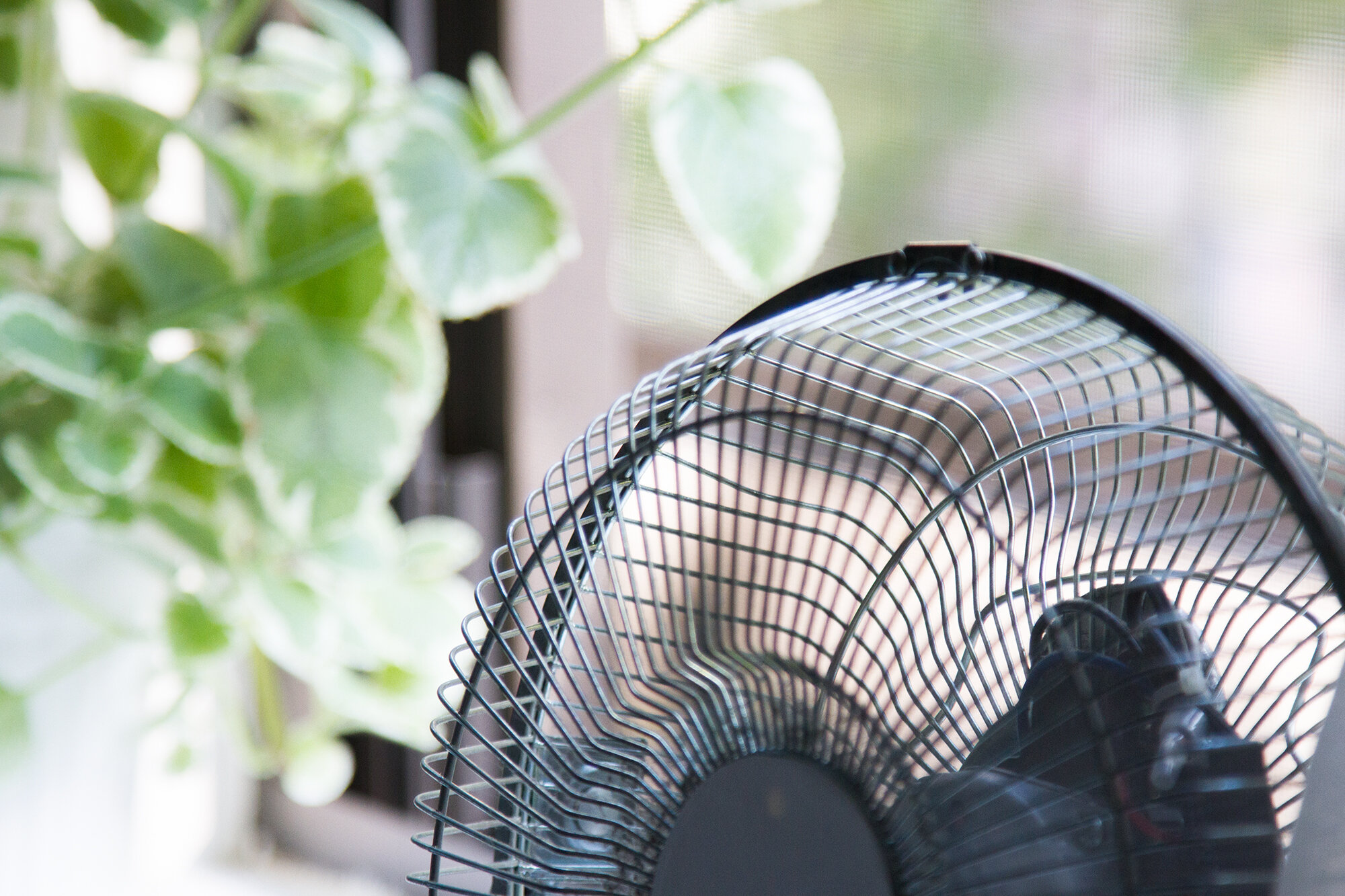 fan_reading_my_tea_leaves_IMG_1681
