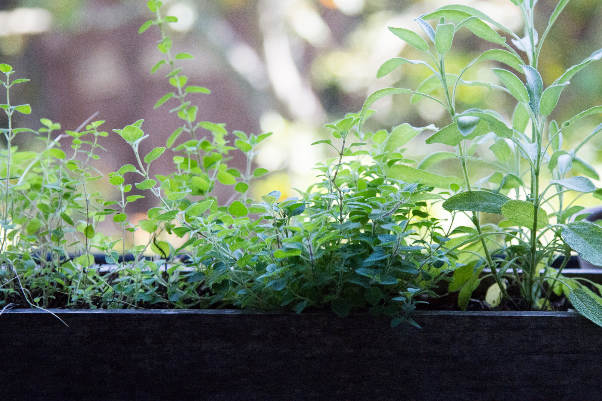 herbs_reading_my_tea_leaves_IMG_2072.jpgIMG_2063