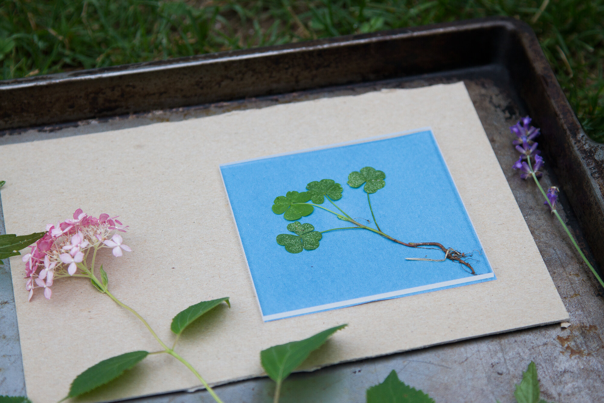 sunprints | reading my tea leaves