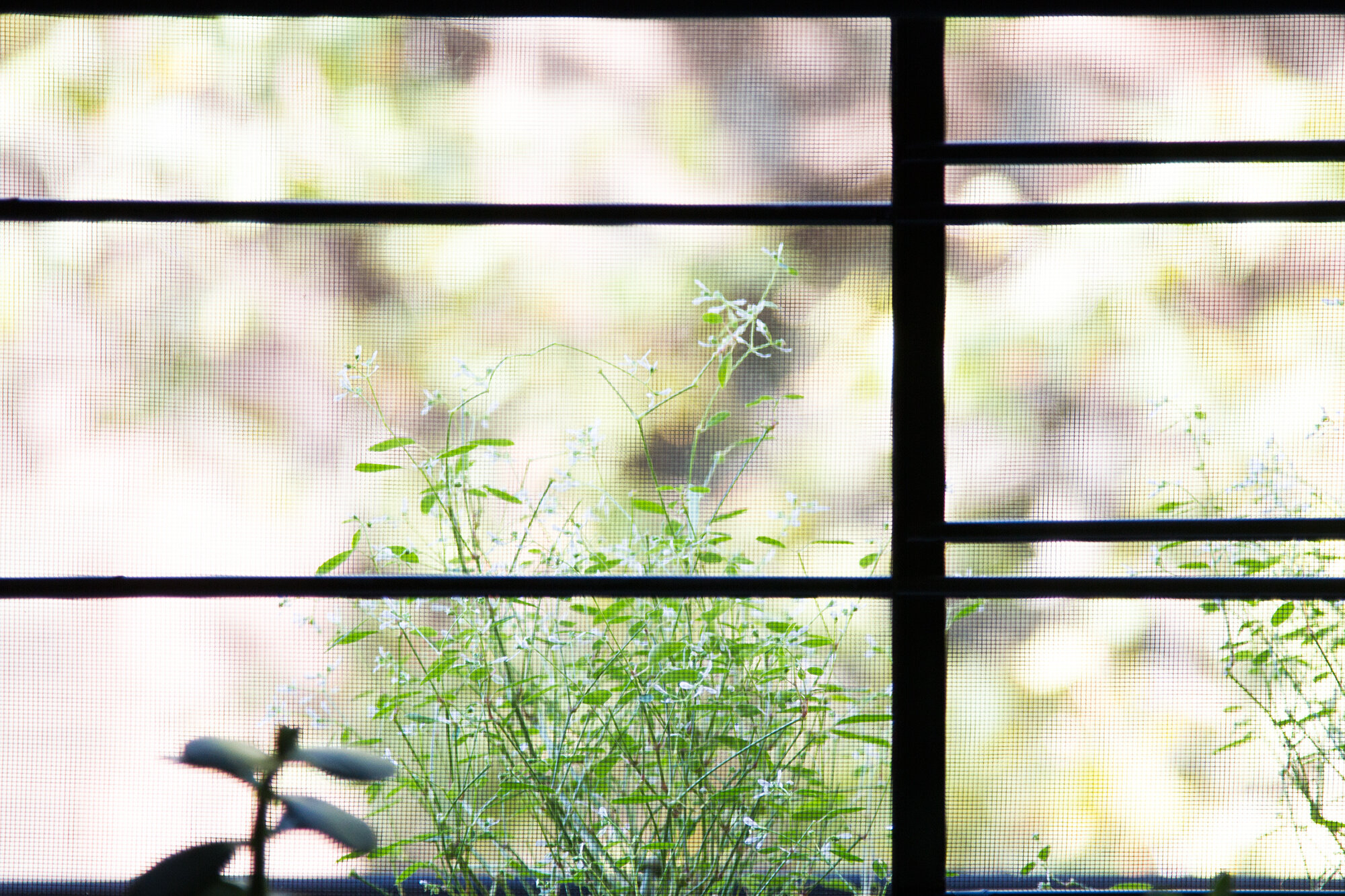 bars_reading_my_tea_leaves_IMG_2930