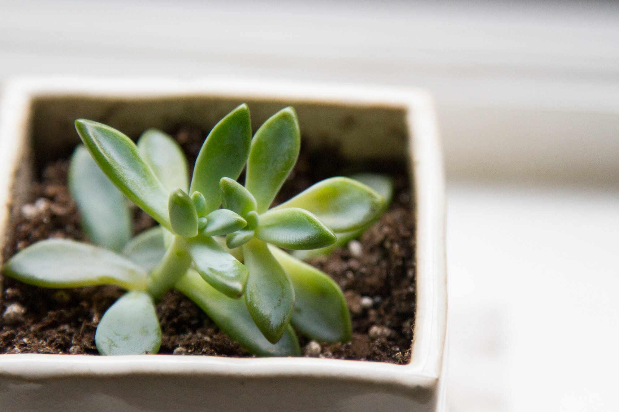 succulent_reading_my_tea_leaves_IMG_3210