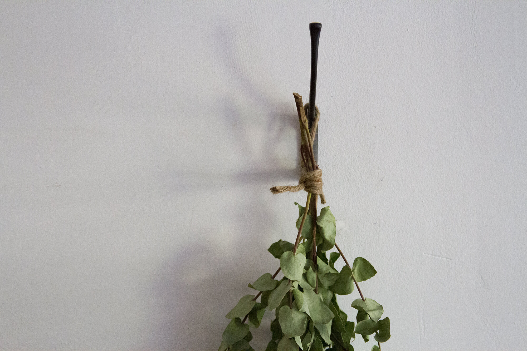 eucalyptus | reading my tea leaves