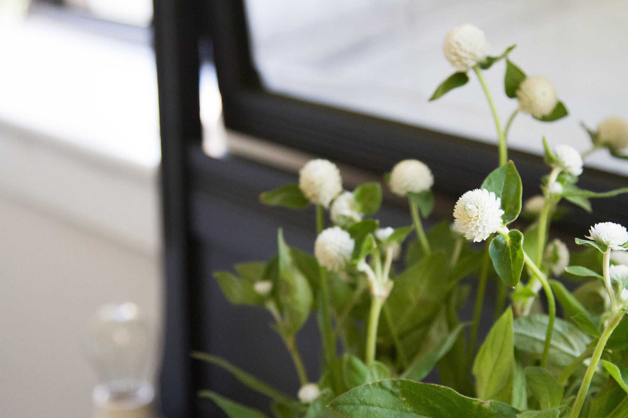 gomphrena_reading_my_tea_leaves_img_3957