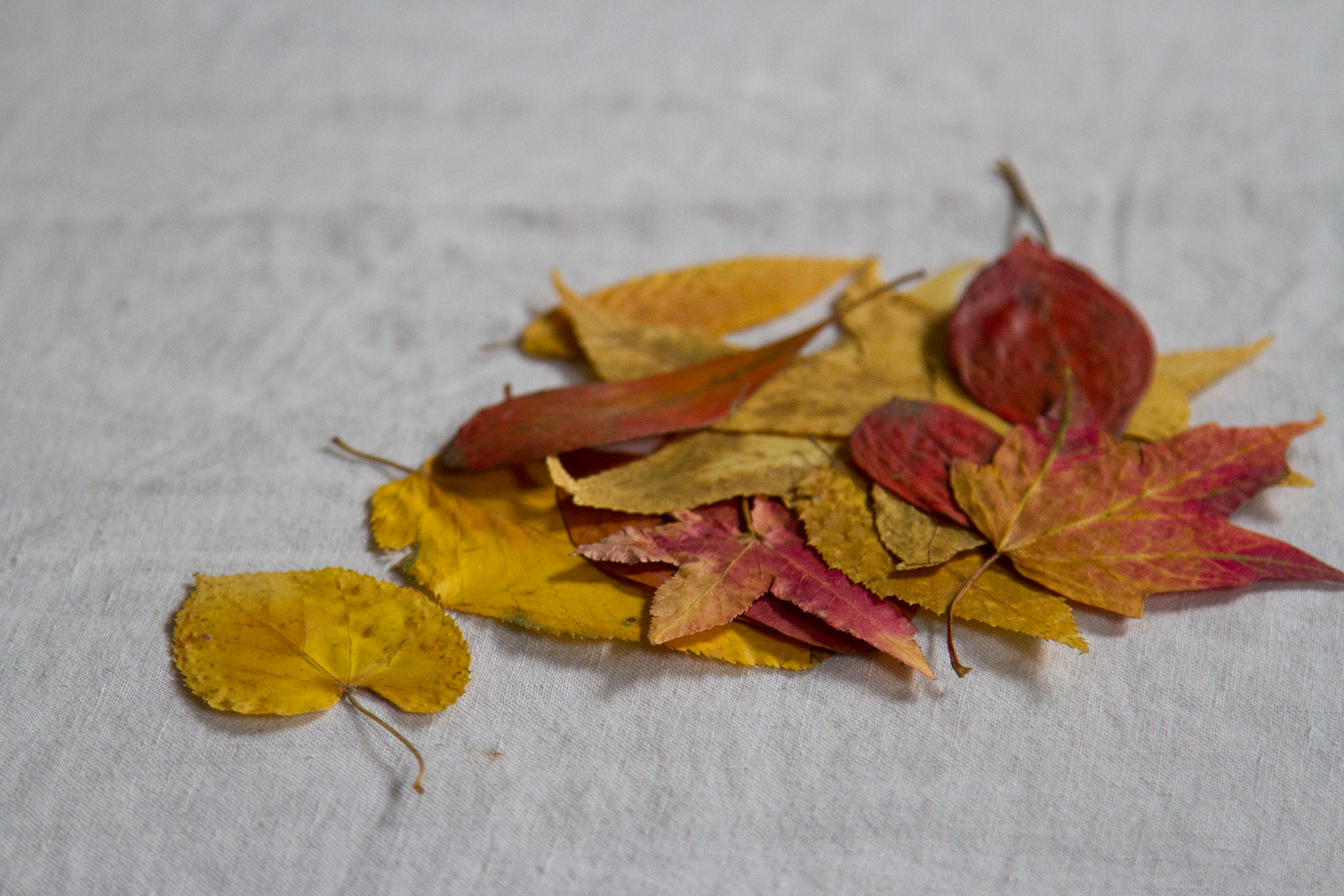 leaves_reading_my_tea_leaves_img_4177