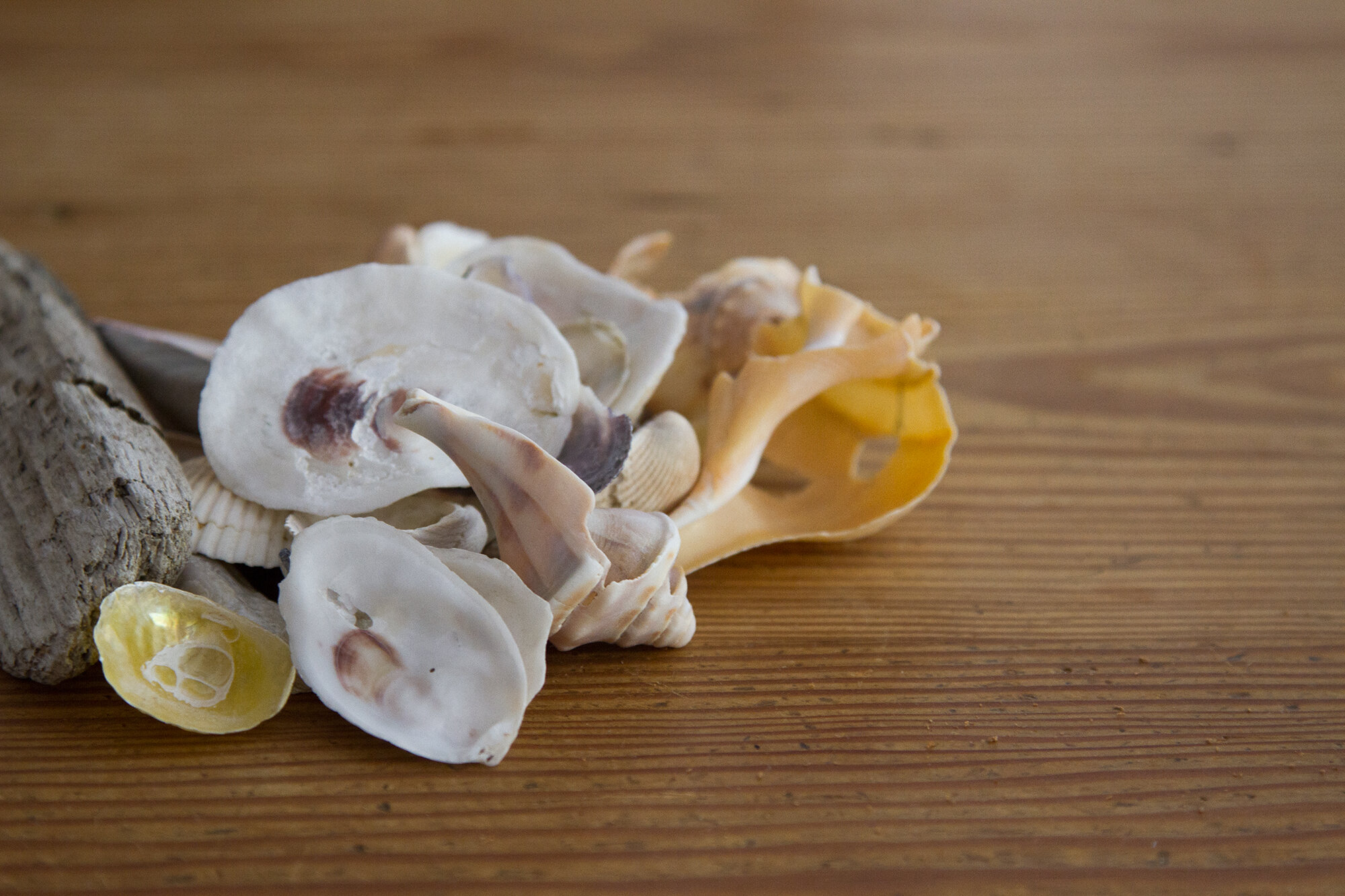 shells_reading_my_tea_leaves_img_4166