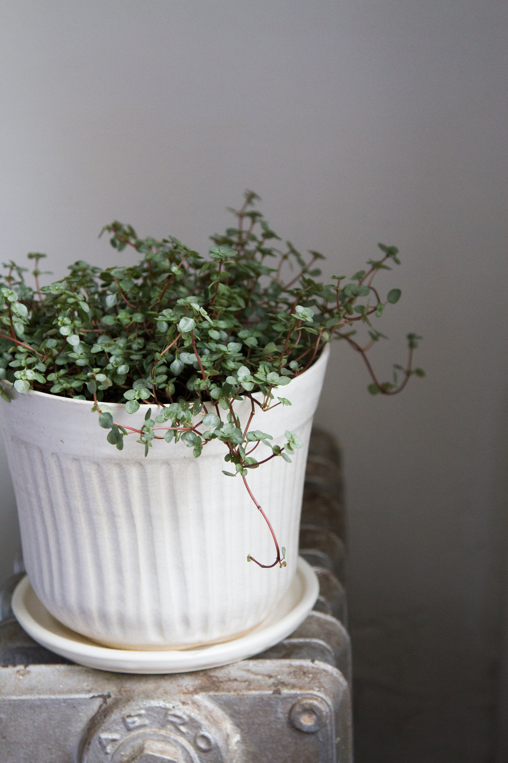 tiny houseplants | reading my tea leaves