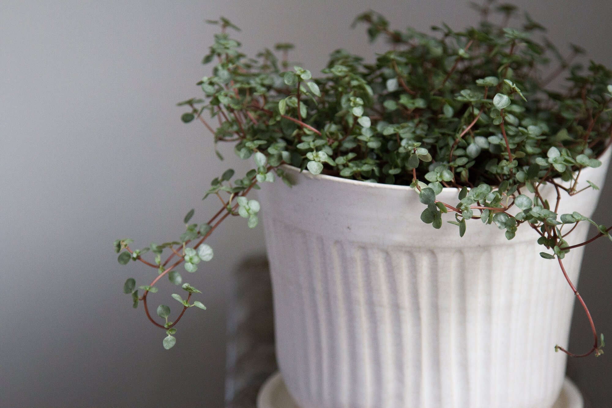 tiny houseplants | reading my tea leaves