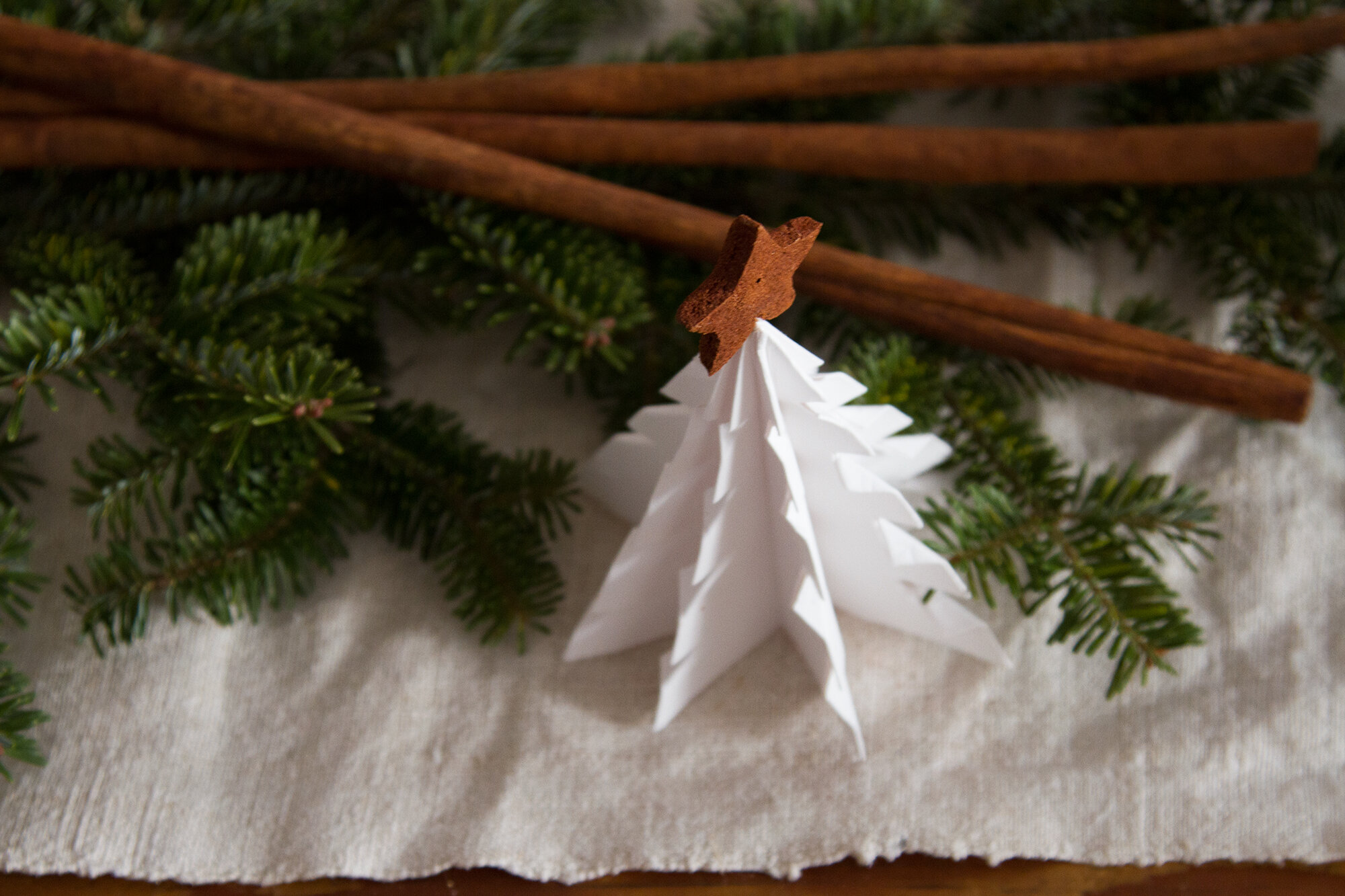 paper tree | reading my tea leaves